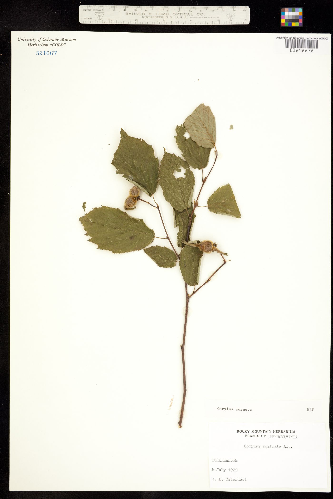 Corylus cornuta image