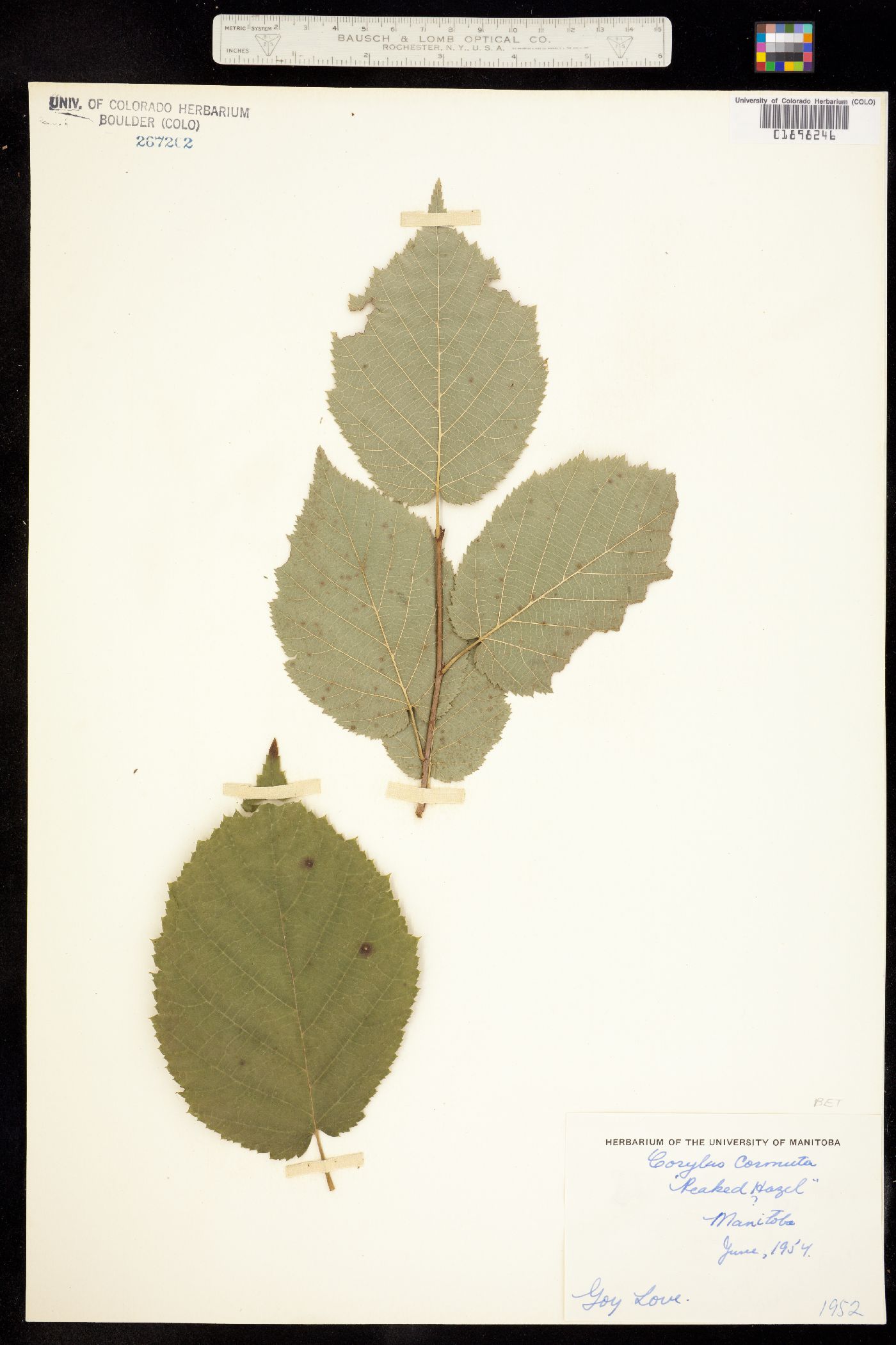 Corylus cornuta image