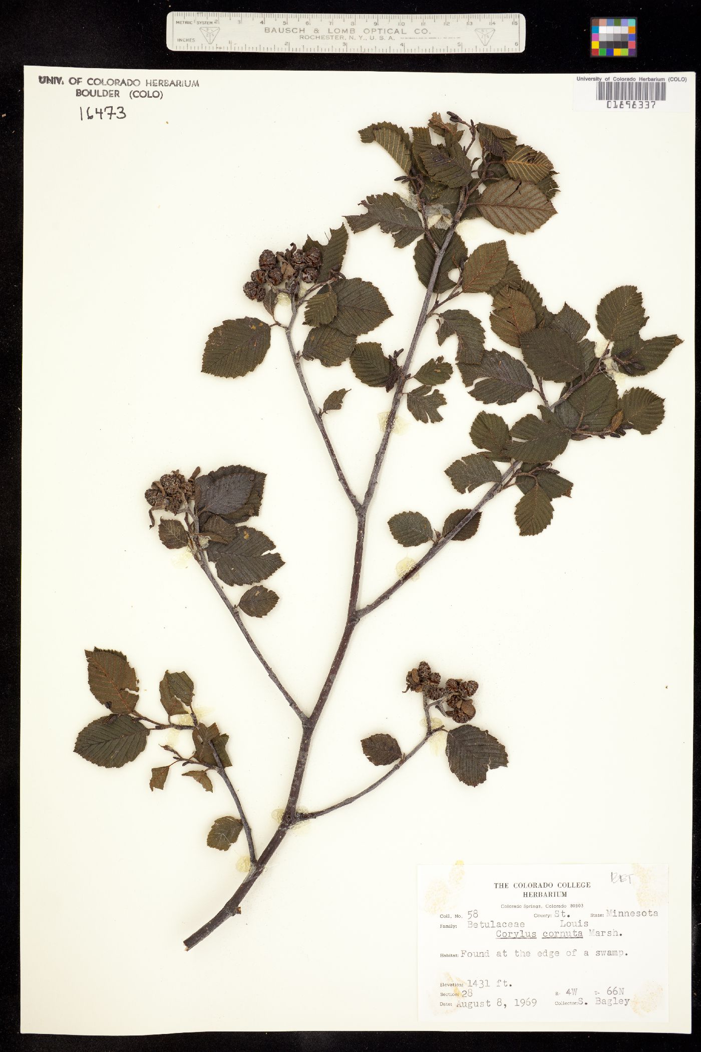 Betulaceae image