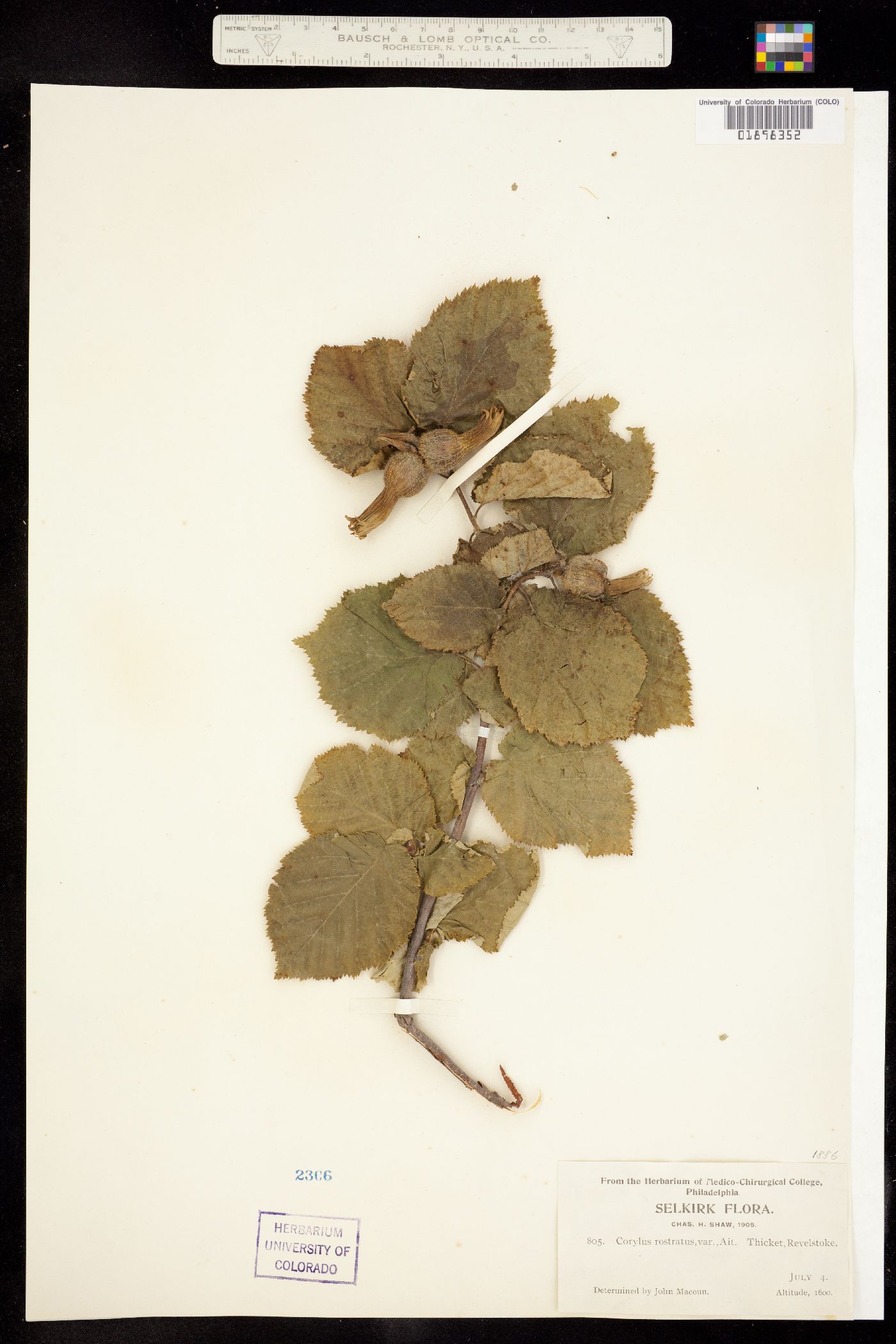 Corylus cornuta image