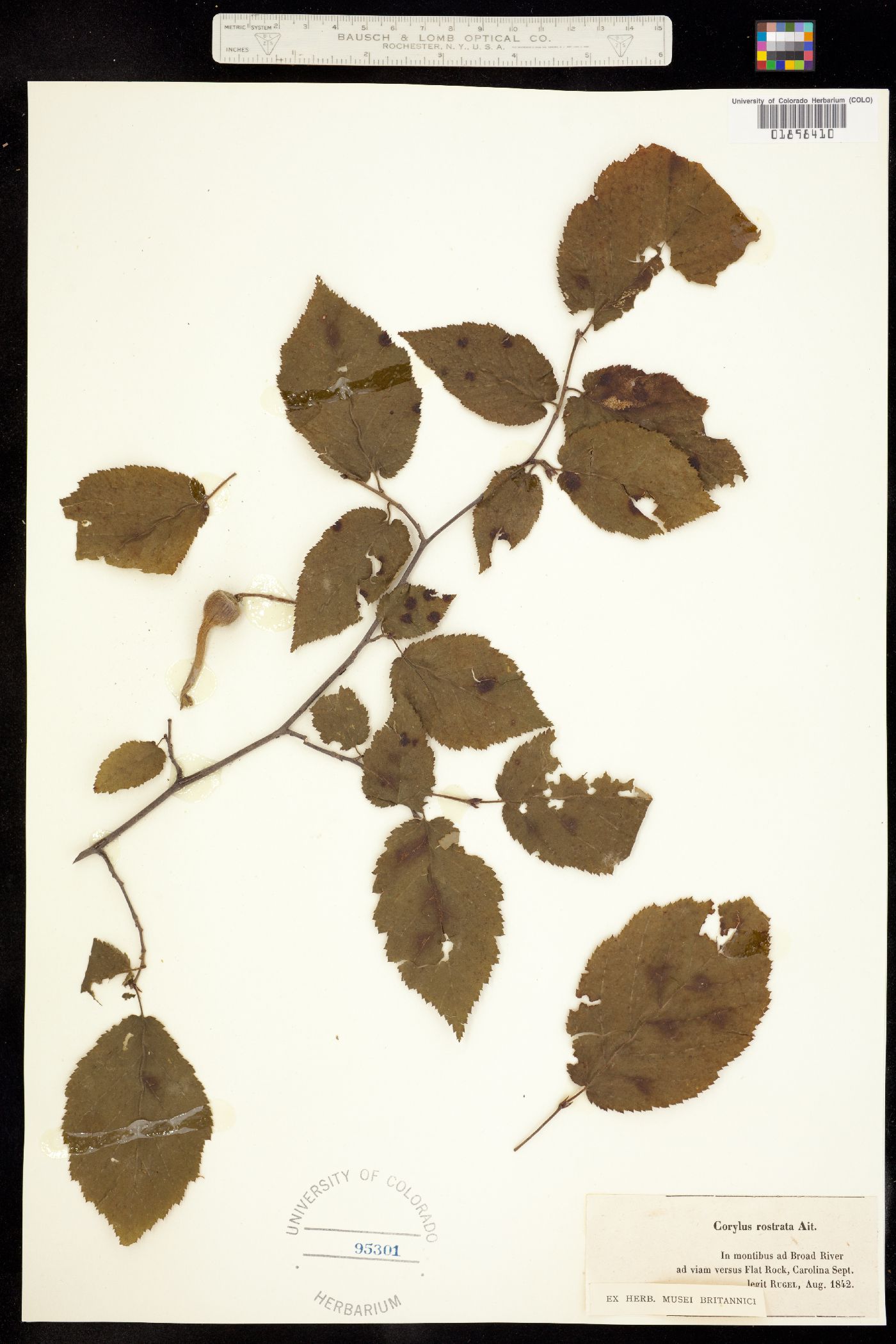 Corylus cornuta image