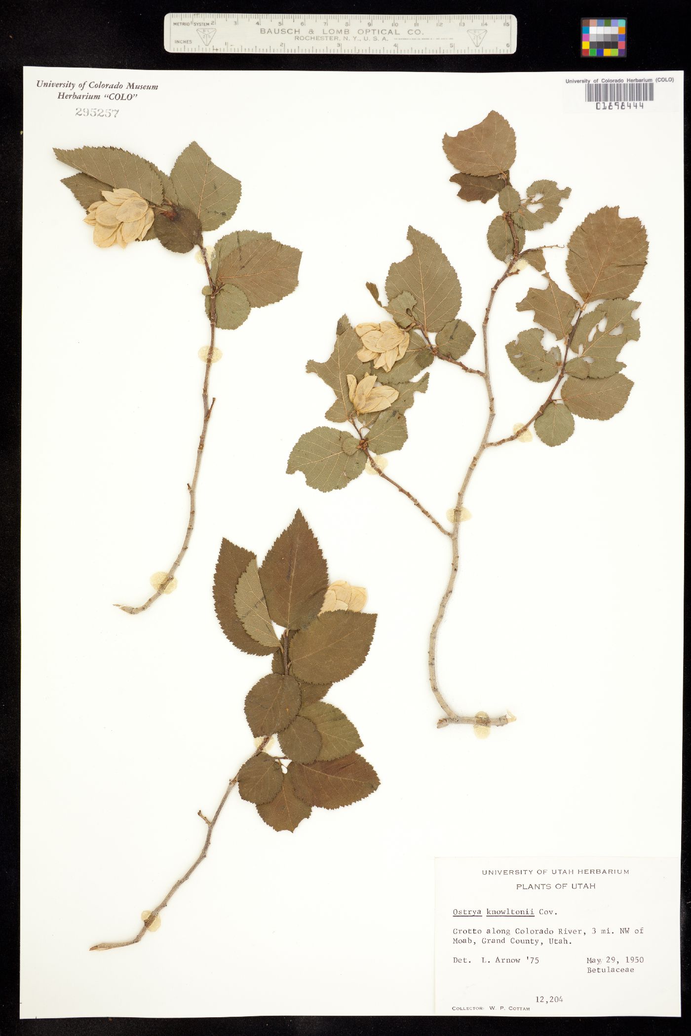 Ostrya knowltonii image