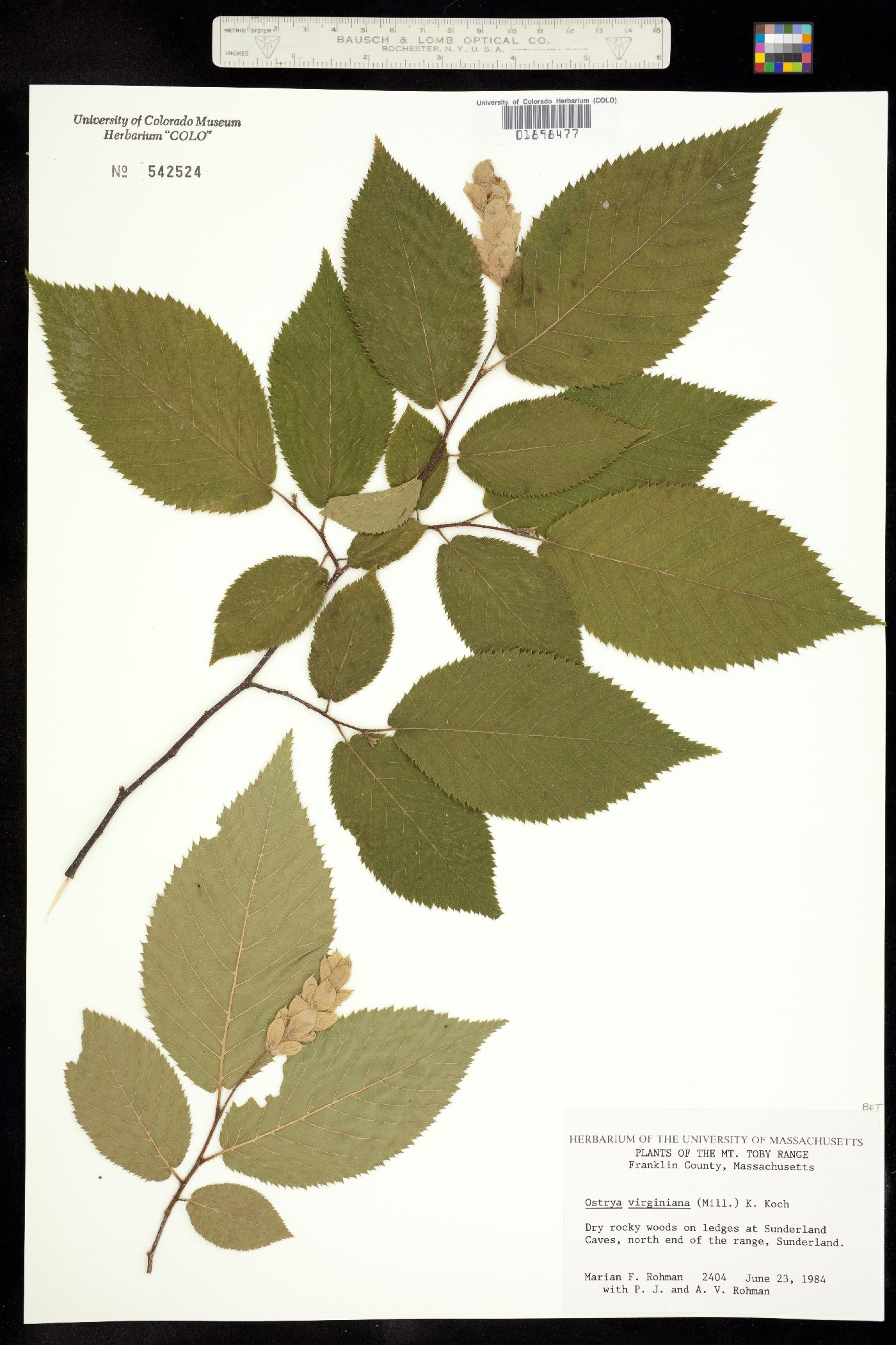 Ostrya virginiana image