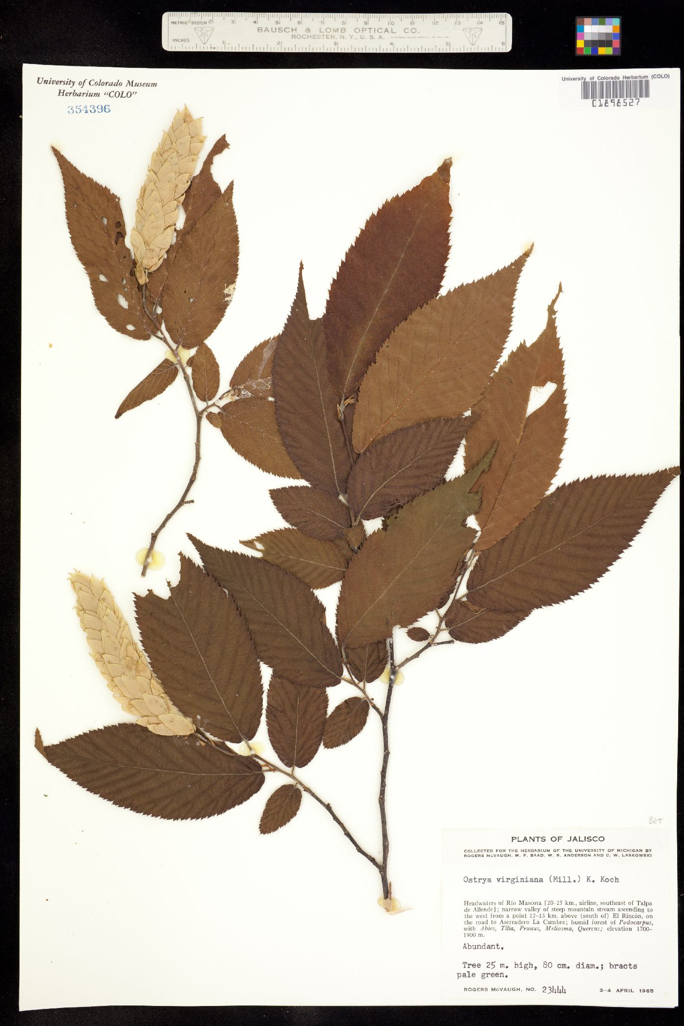 Ostrya virginiana image