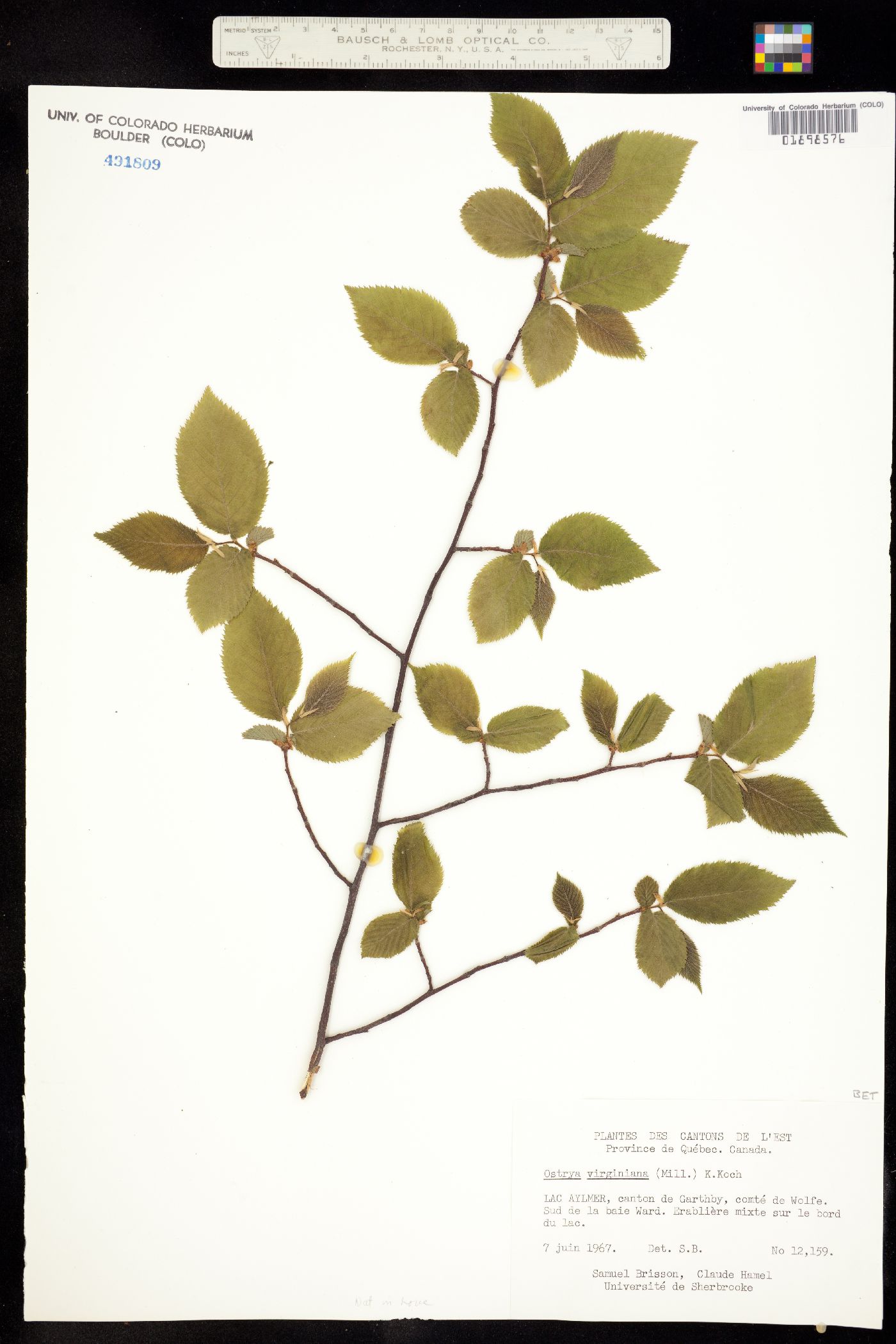 Ostrya virginiana image