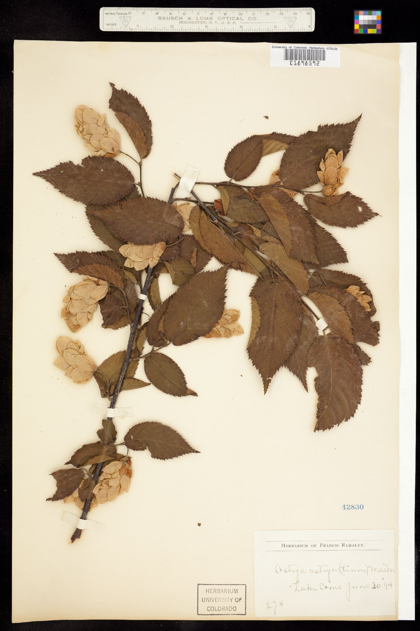 Ostrya virginiana image