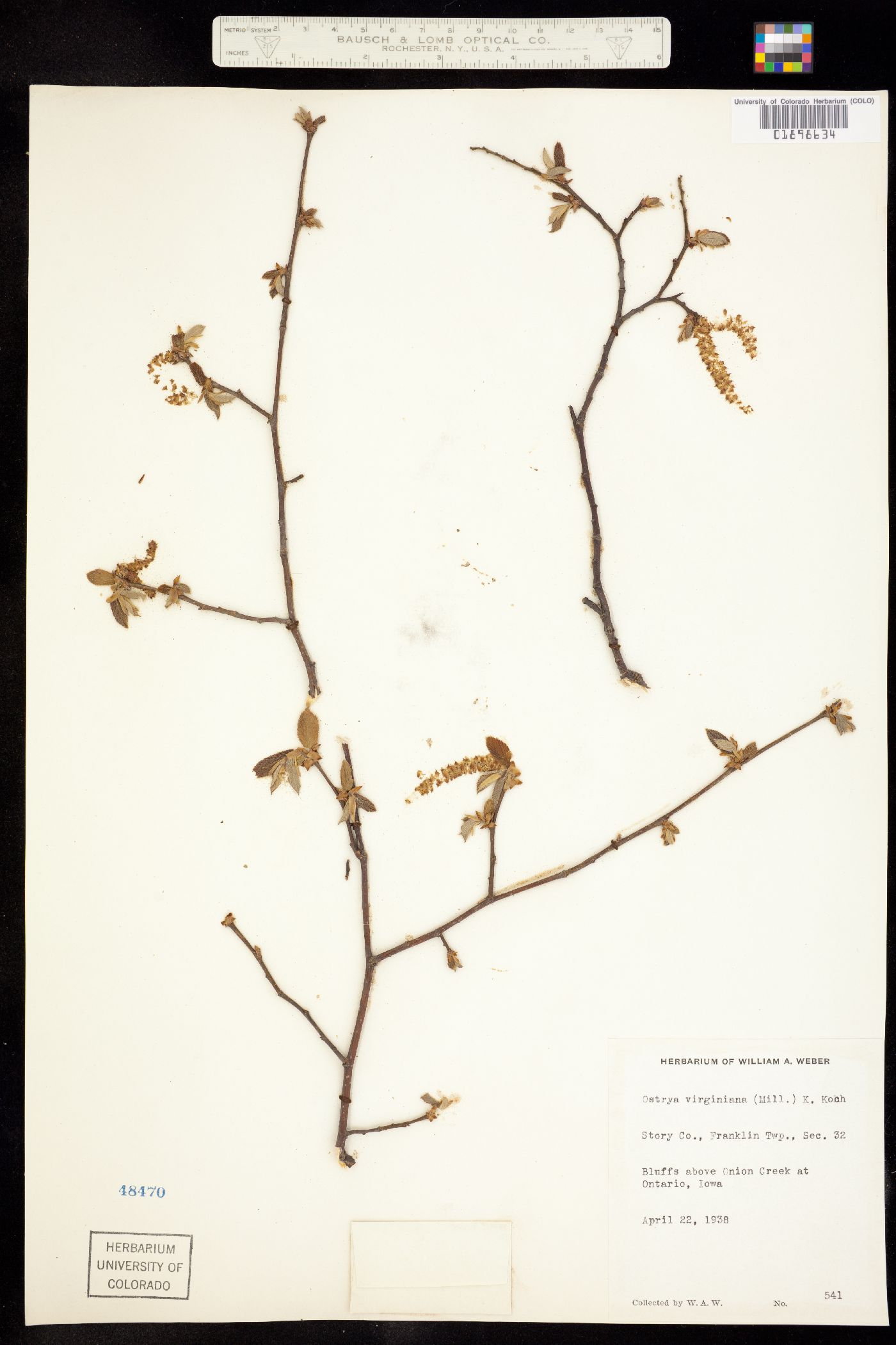 Ostrya virginiana image