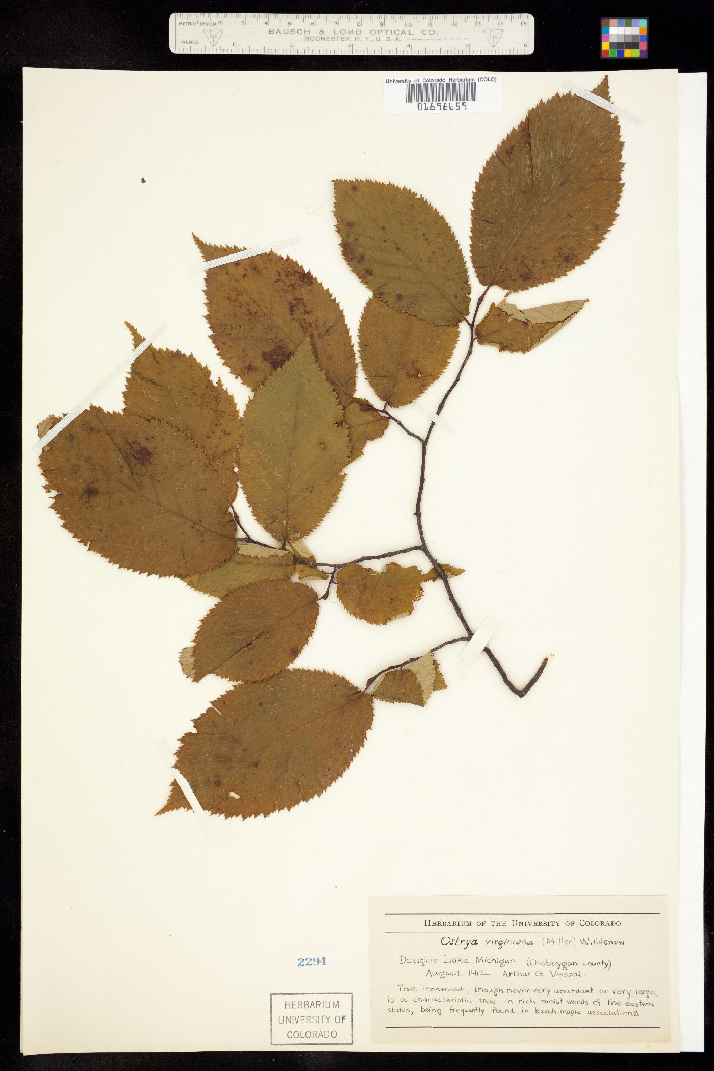 Ostrya virginiana image