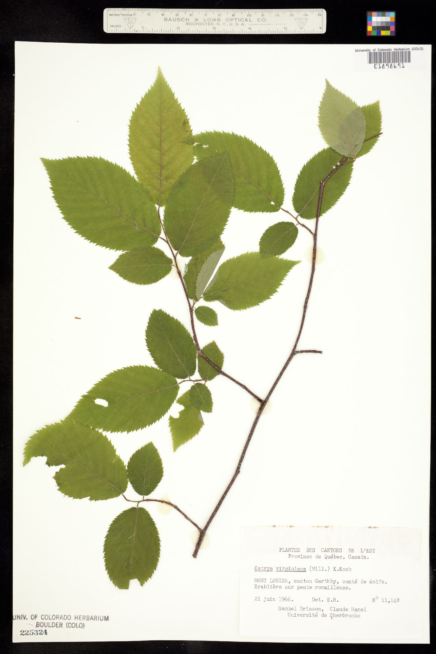 Ostrya virginiana image