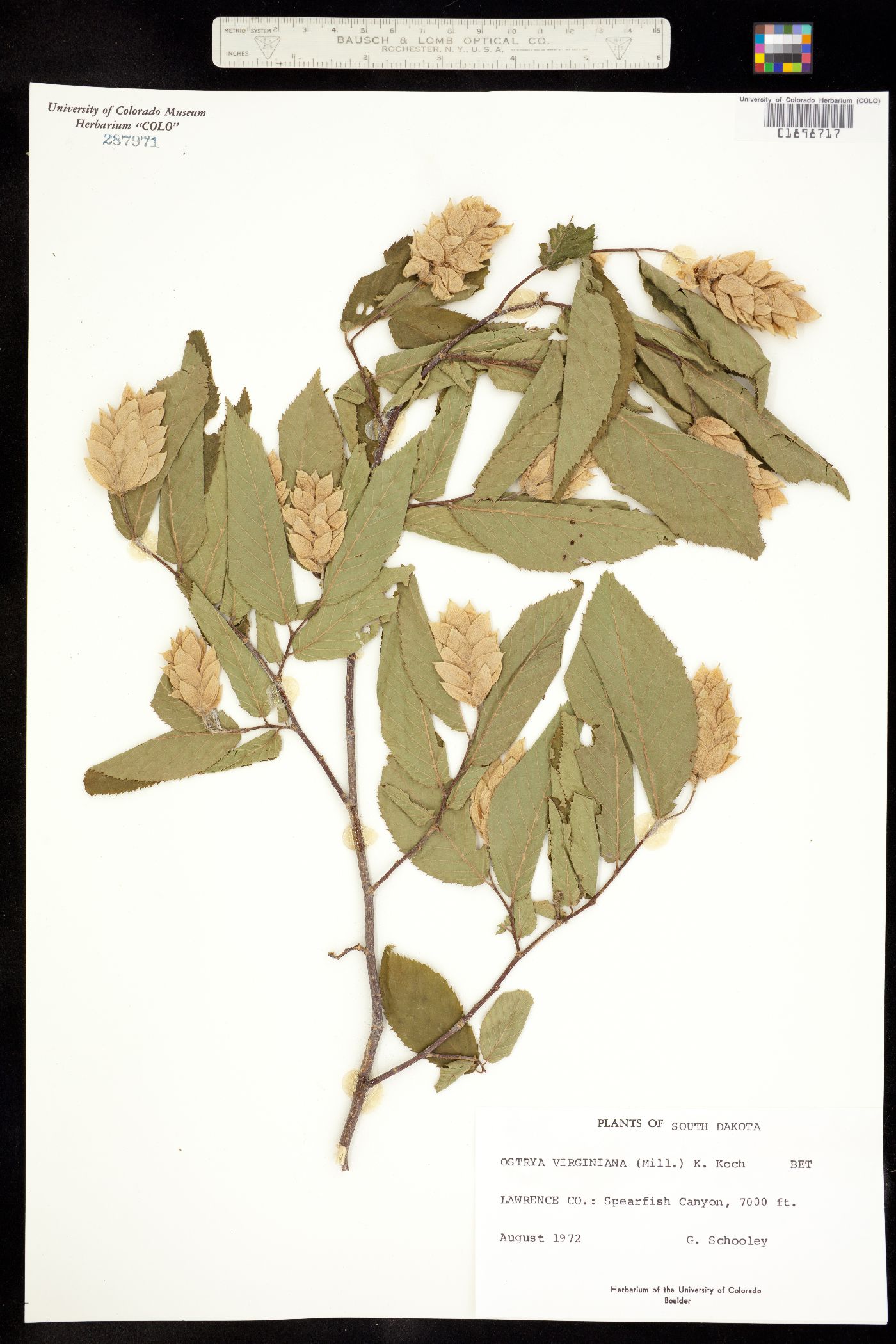 Ostrya virginiana image