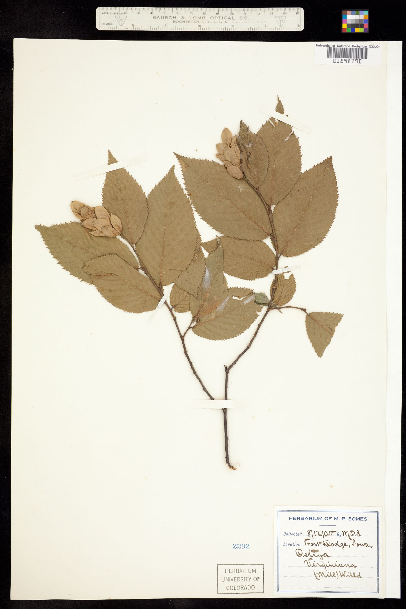 Ostrya virginiana image