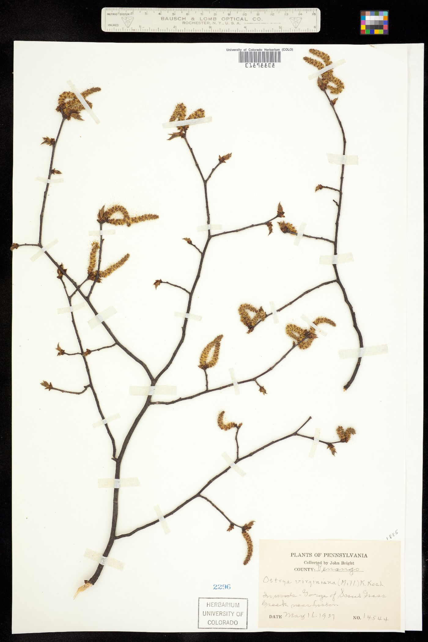 Ostrya virginiana image