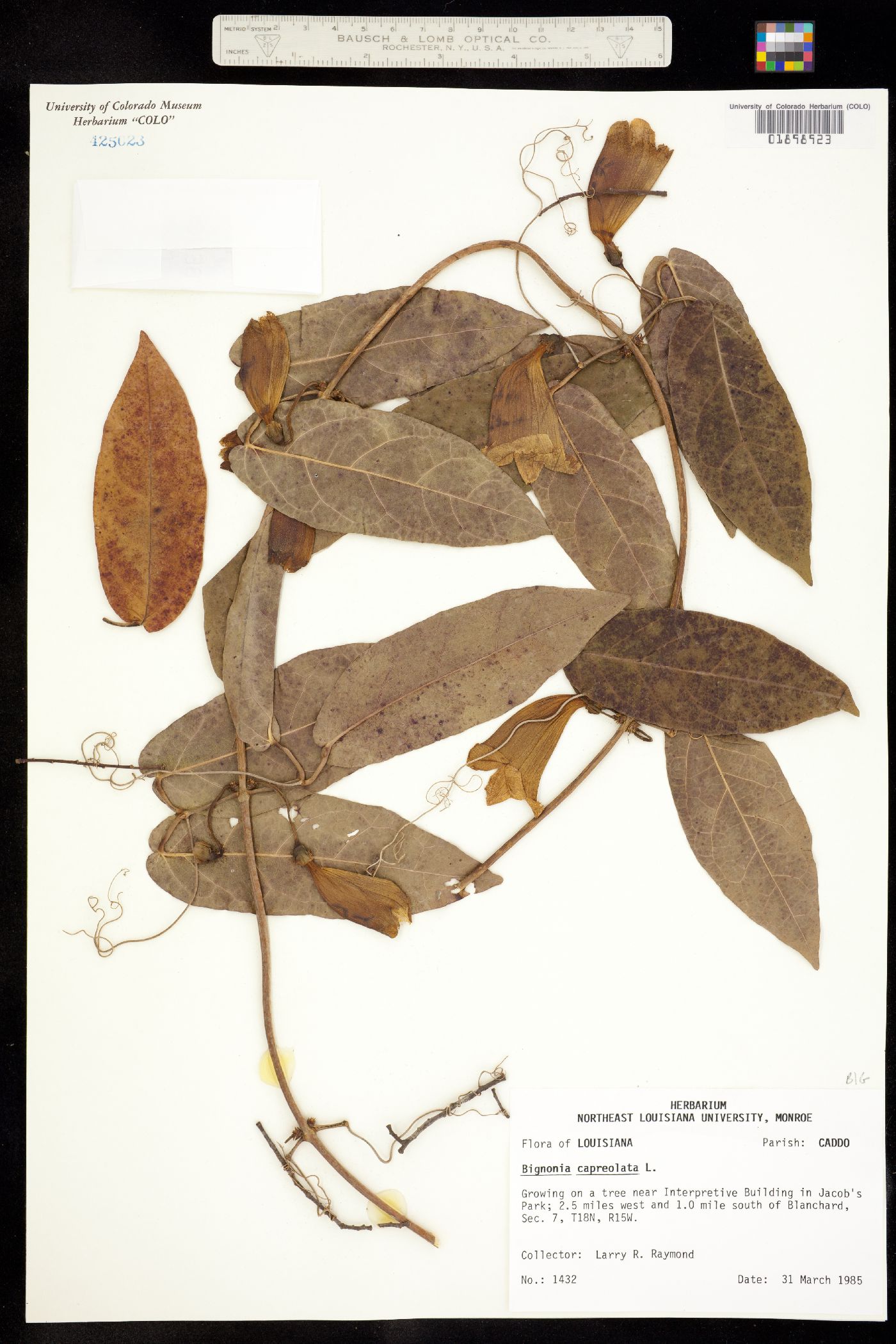 Gelsemiaceae image