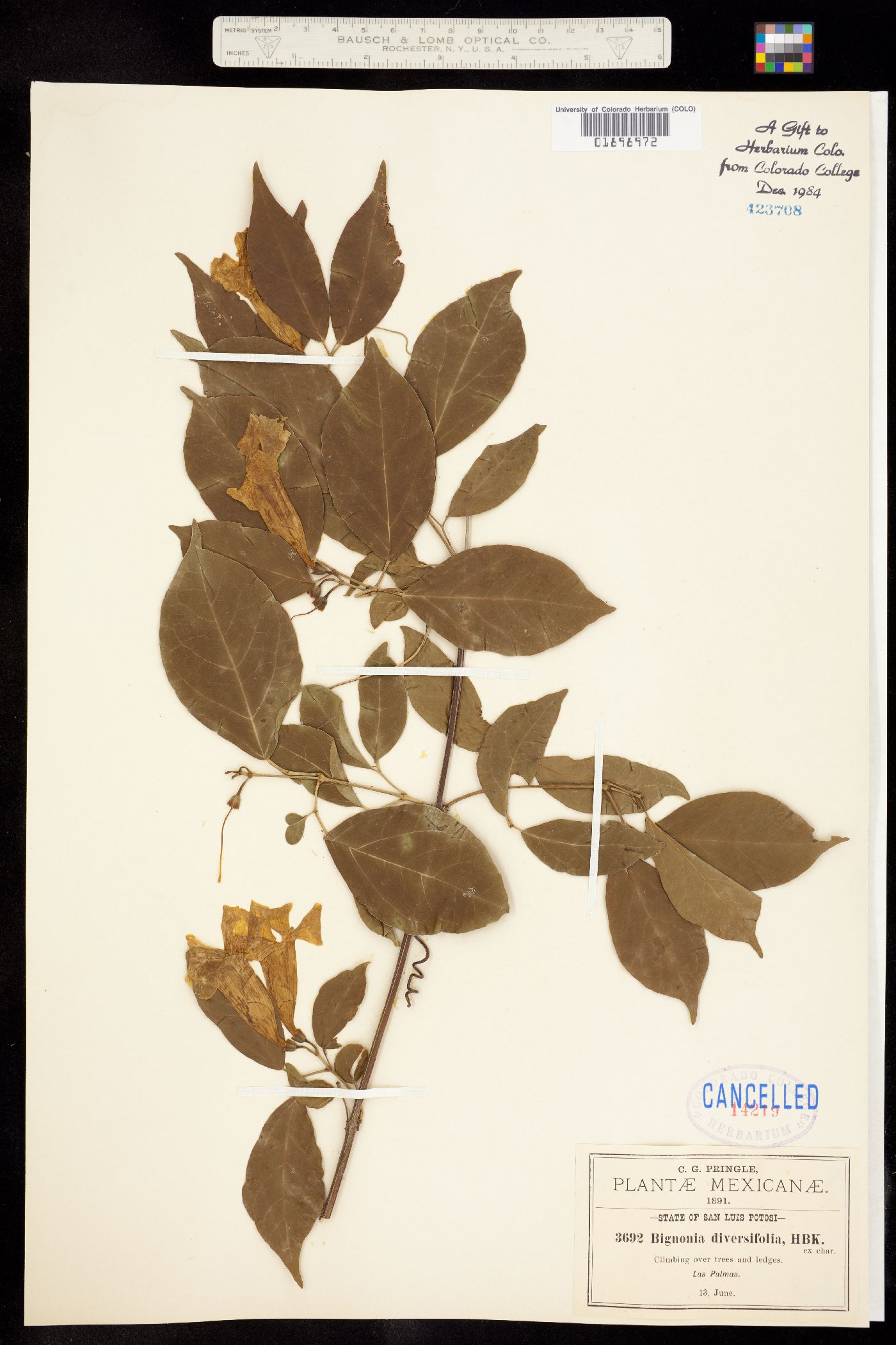 Bignonia diversifolia image