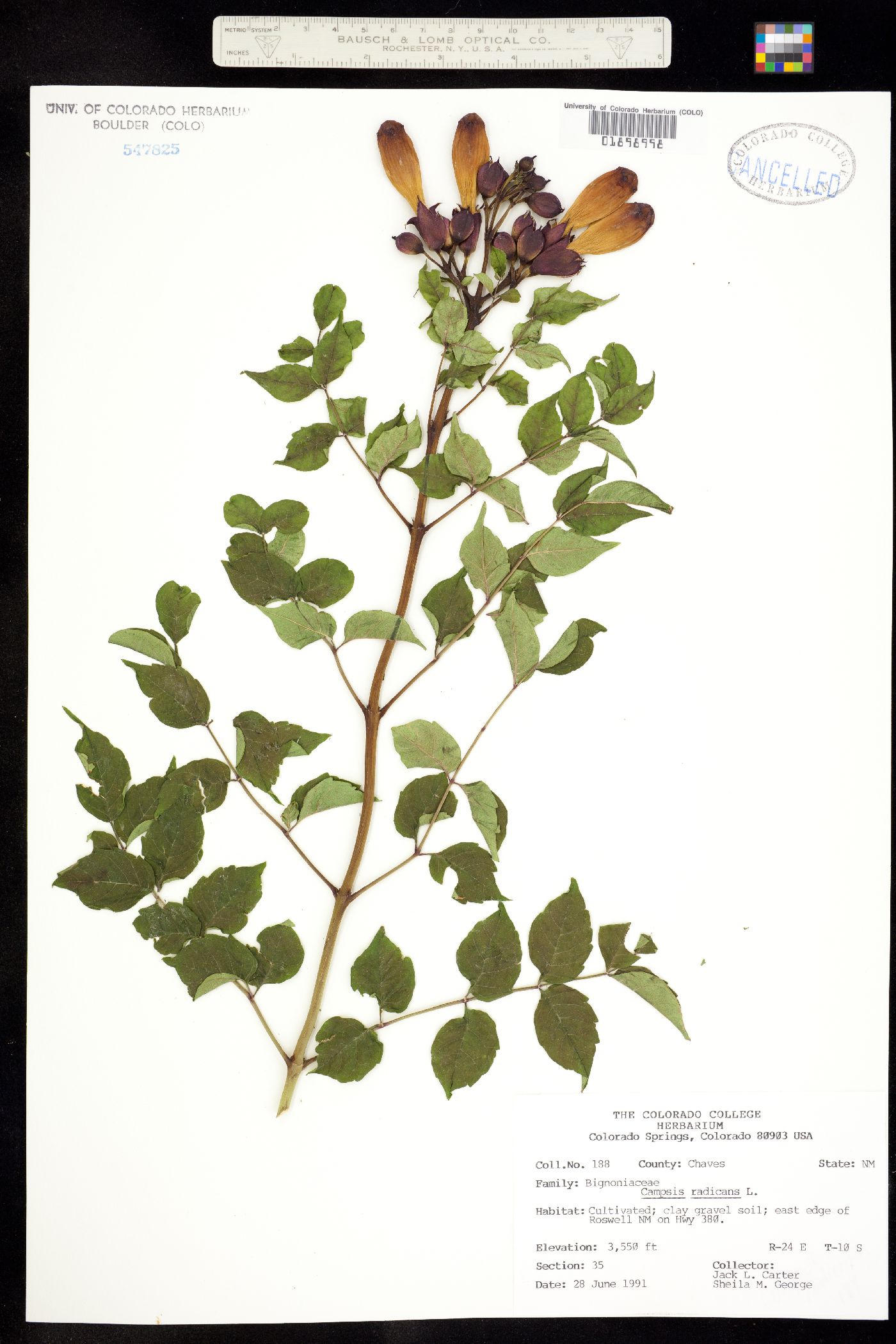 Campsis radicans image