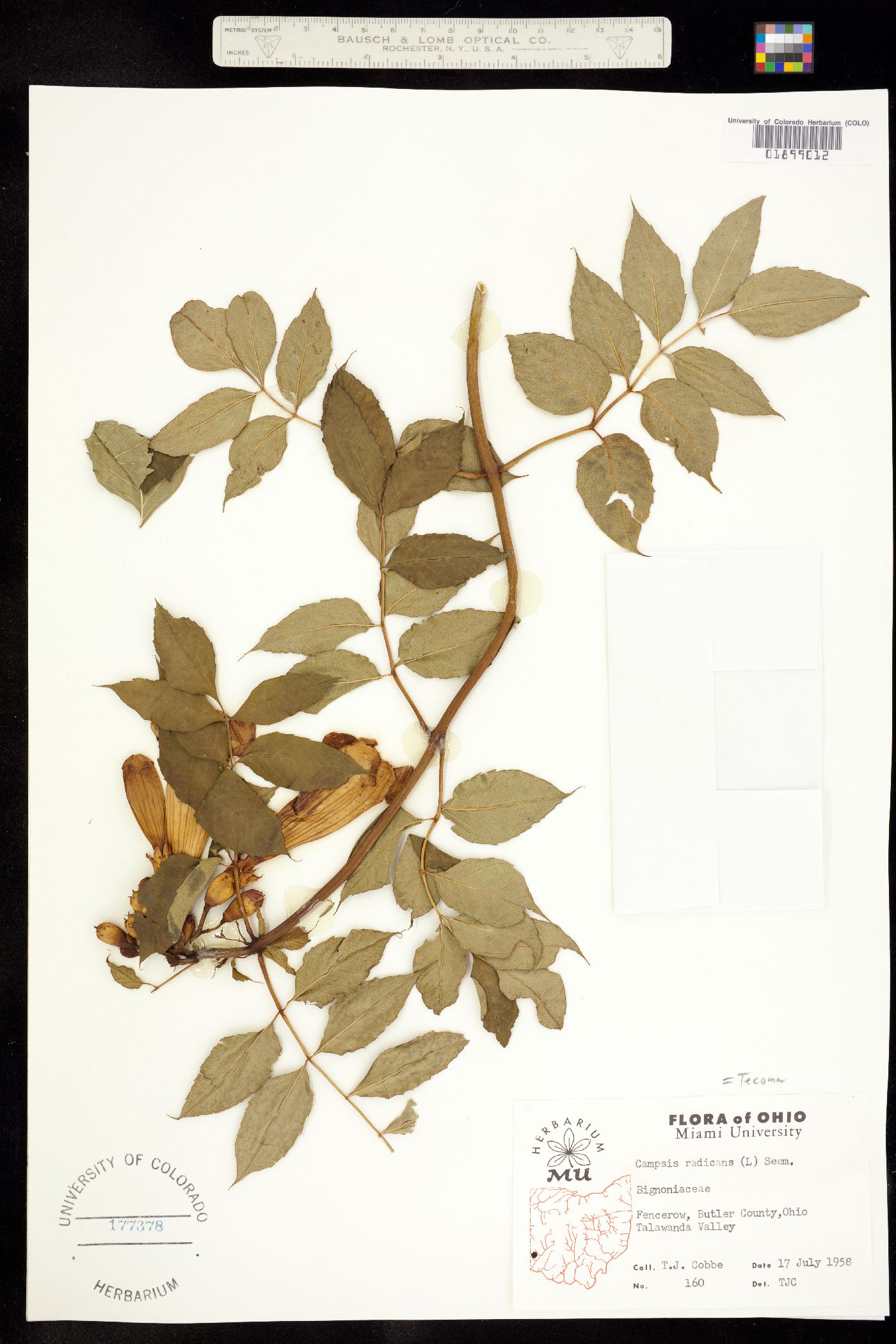 Campsis radicans image