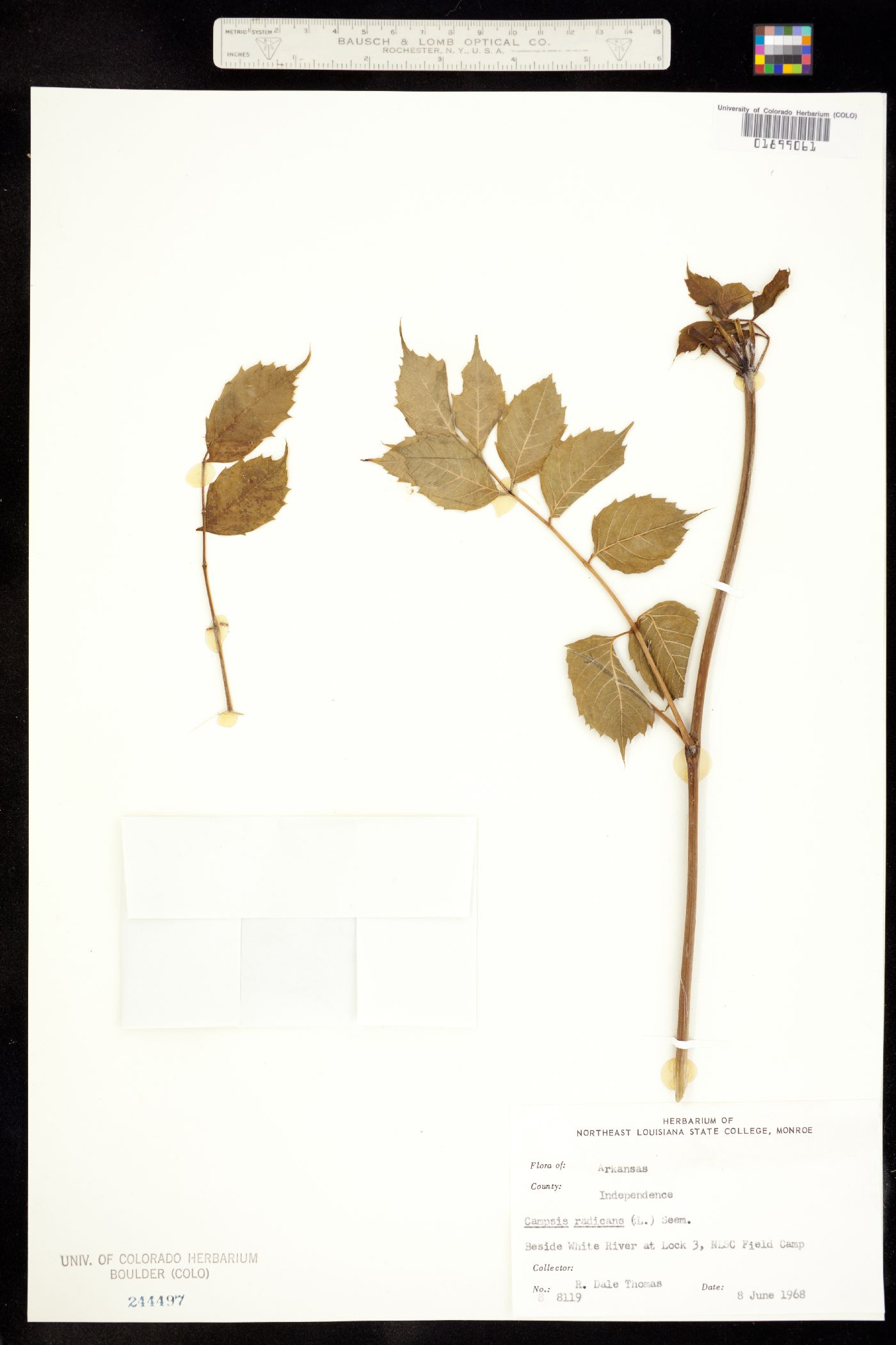 Campsis radicans image