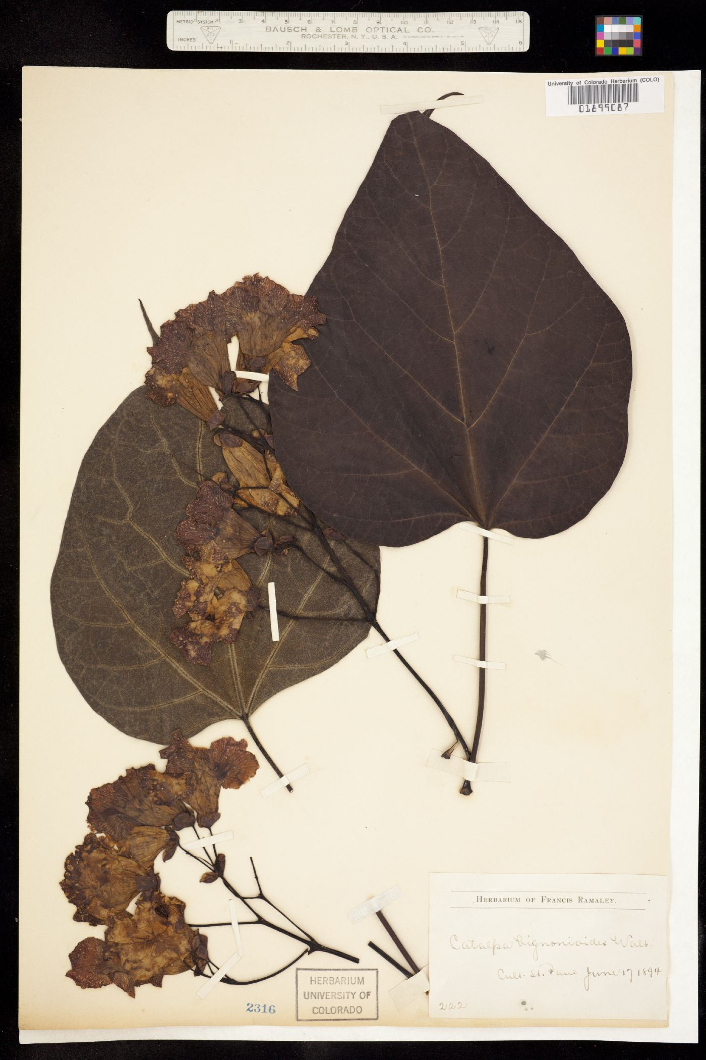 Catalpa image