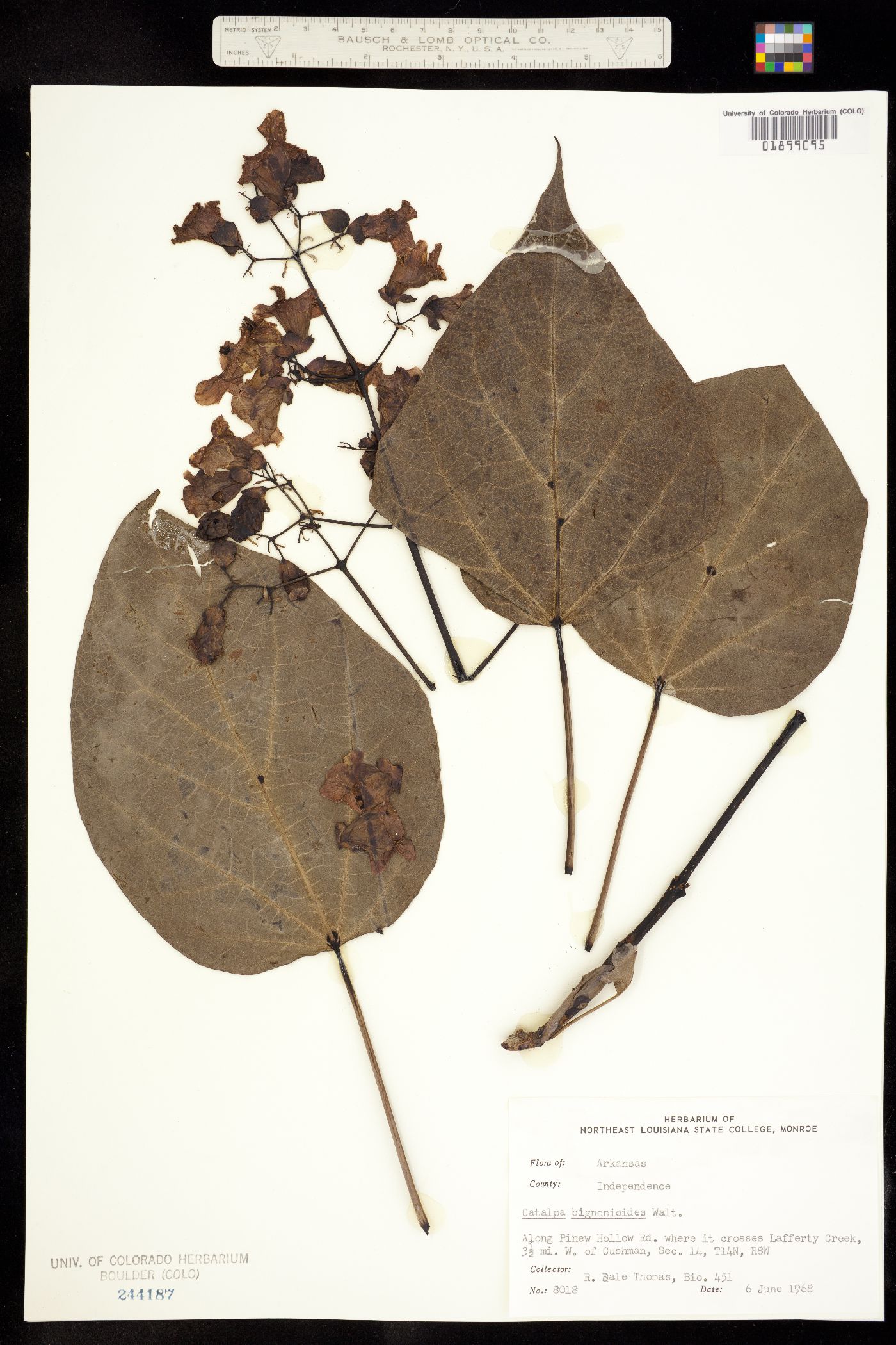 Catalpa image