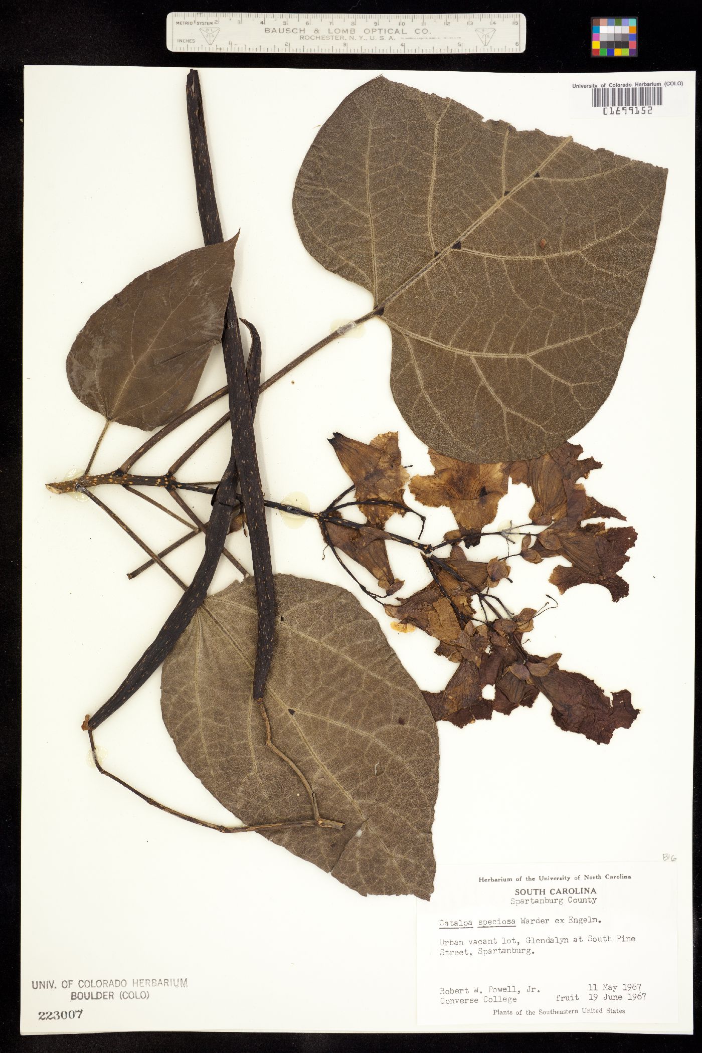 Catalpa image