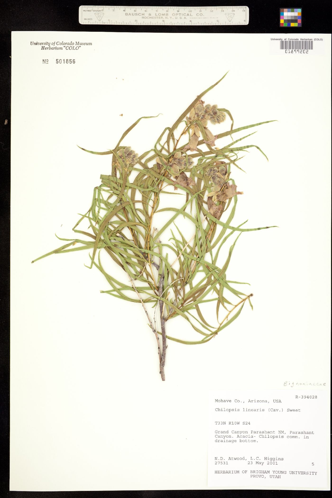 Chilopsis linearis image