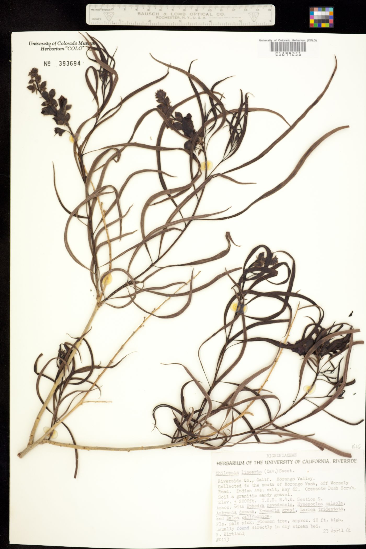 Bignoniaceae image