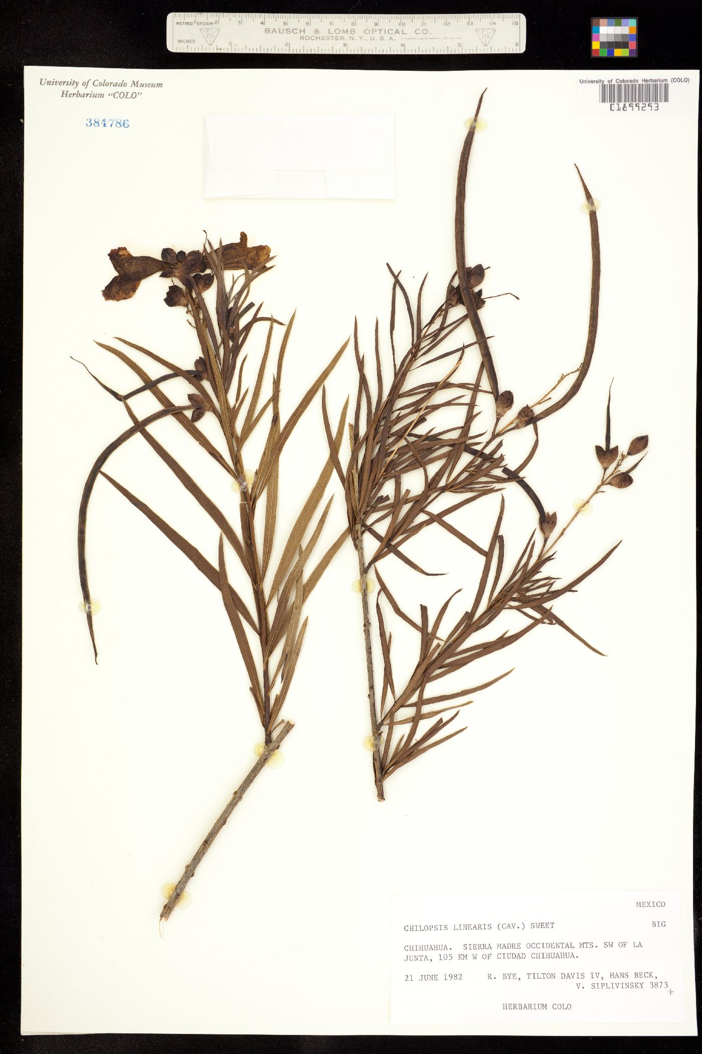 Chilopsis linearis image