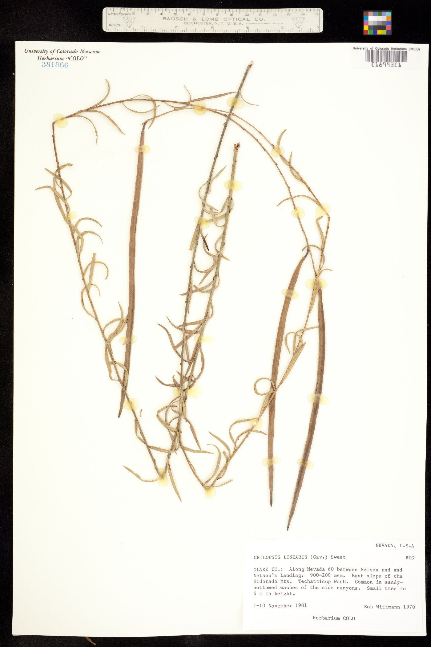 Chilopsis linearis image