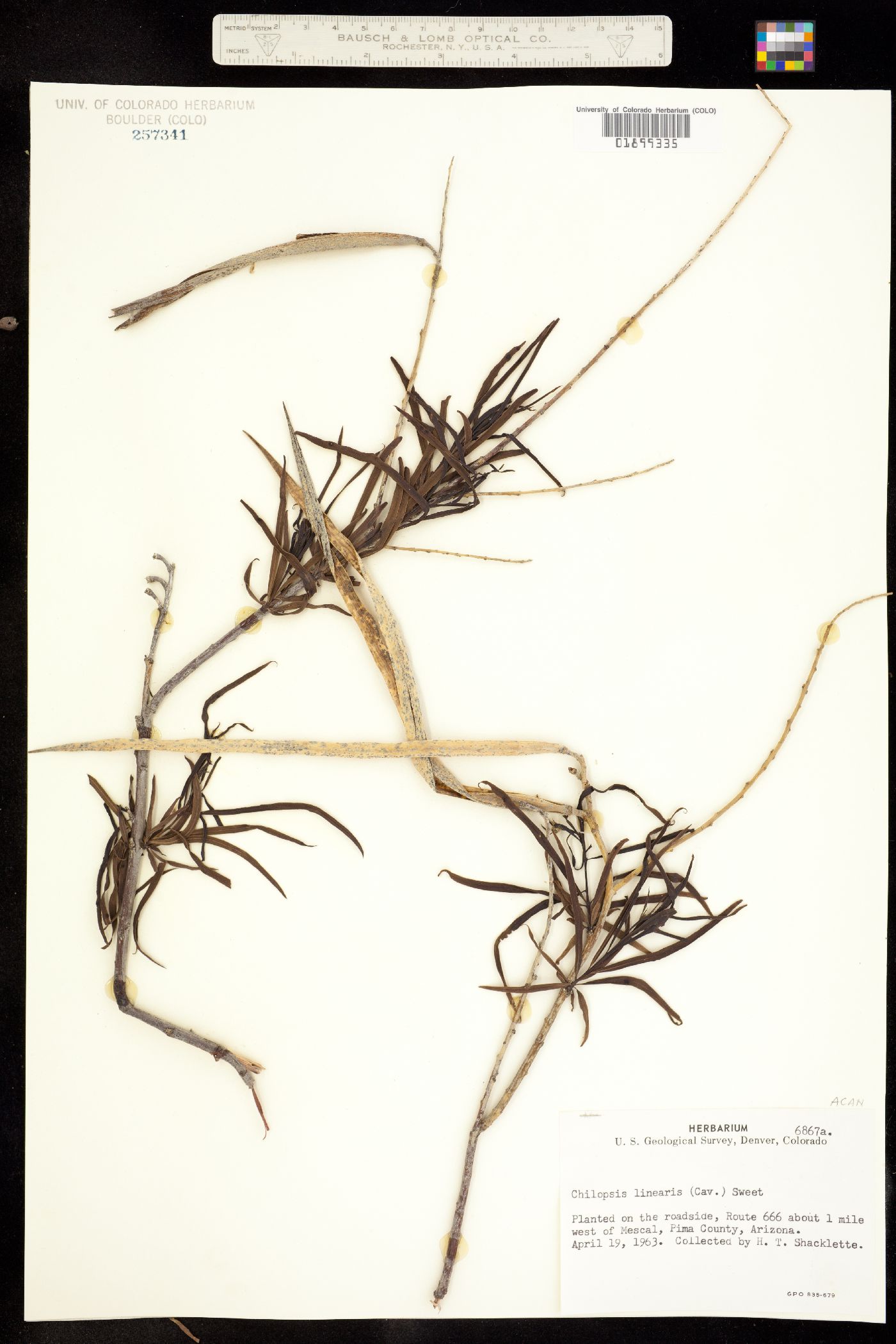 Chilopsis linearis image