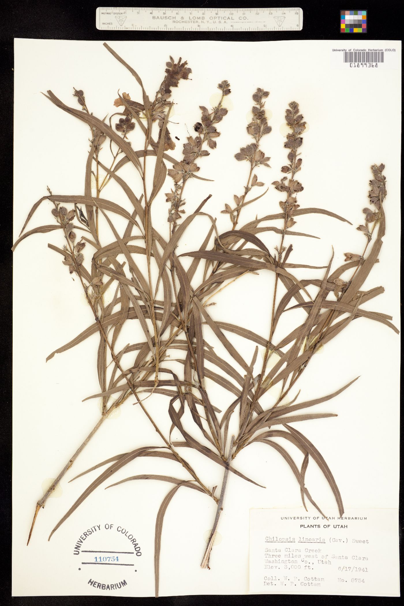 Bignoniaceae image