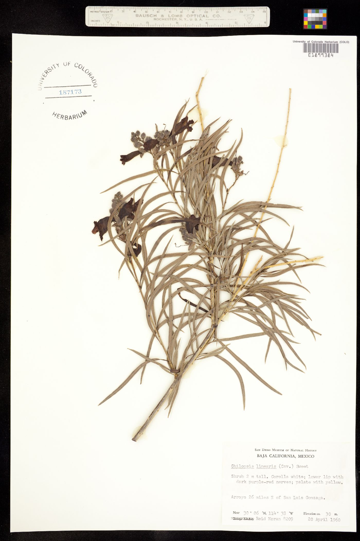 Chilopsis linearis image