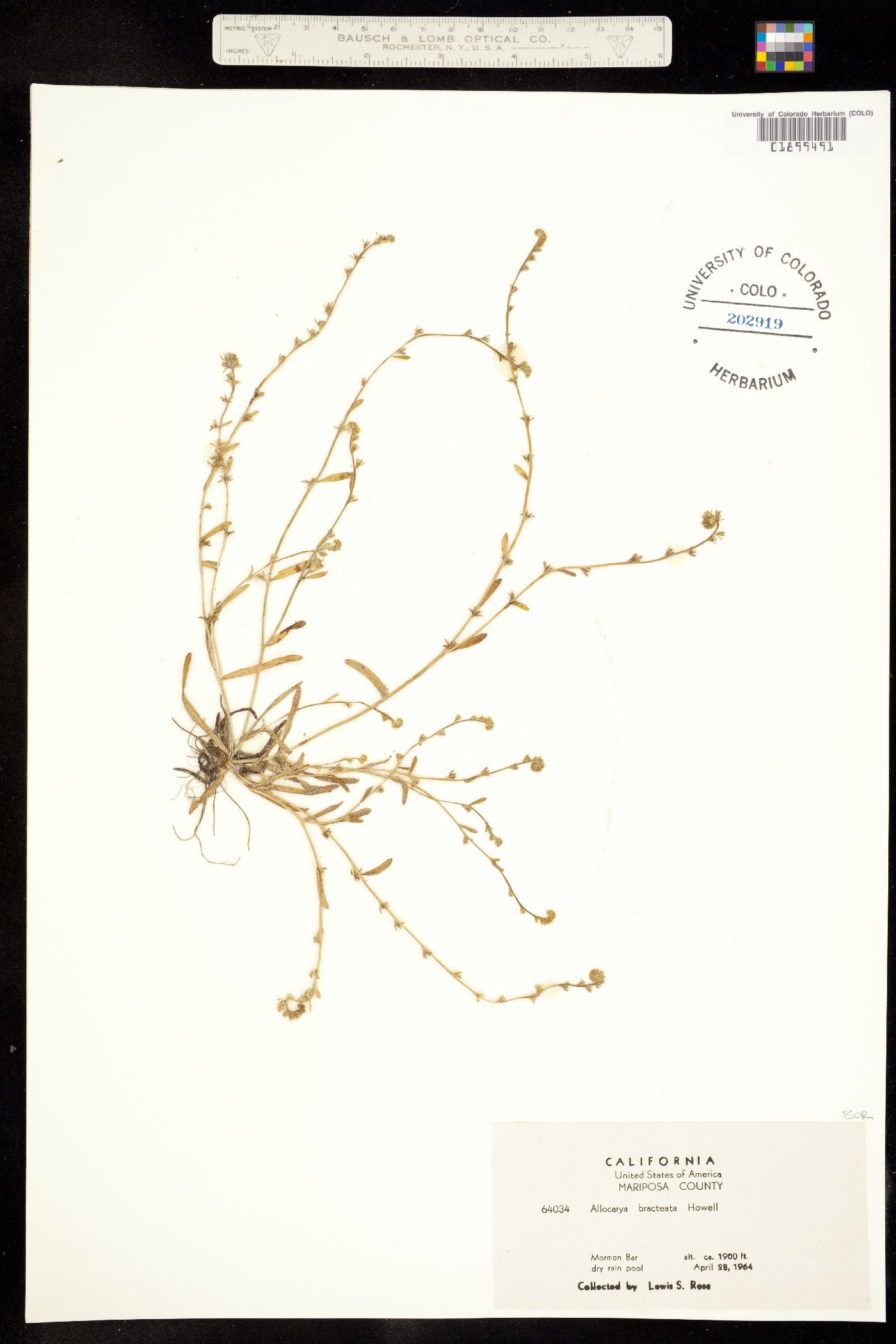 Plagiobothrys bracteatus var. bracteatus image