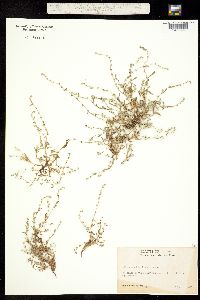 Image of Plagiobothrys hispidulus