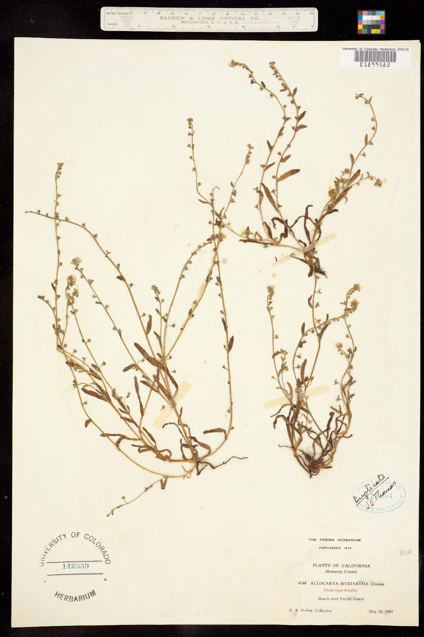 Plagiobothrys chorisianus image