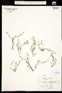 Plagiobothrys trachycarpus image