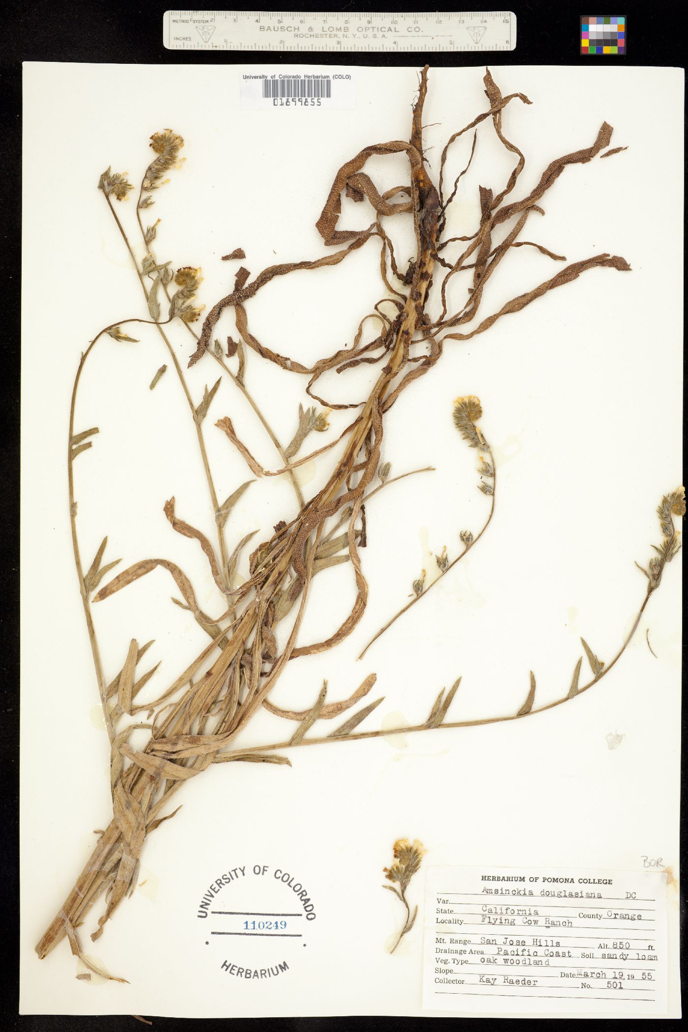 Amsinckia douglasiana image