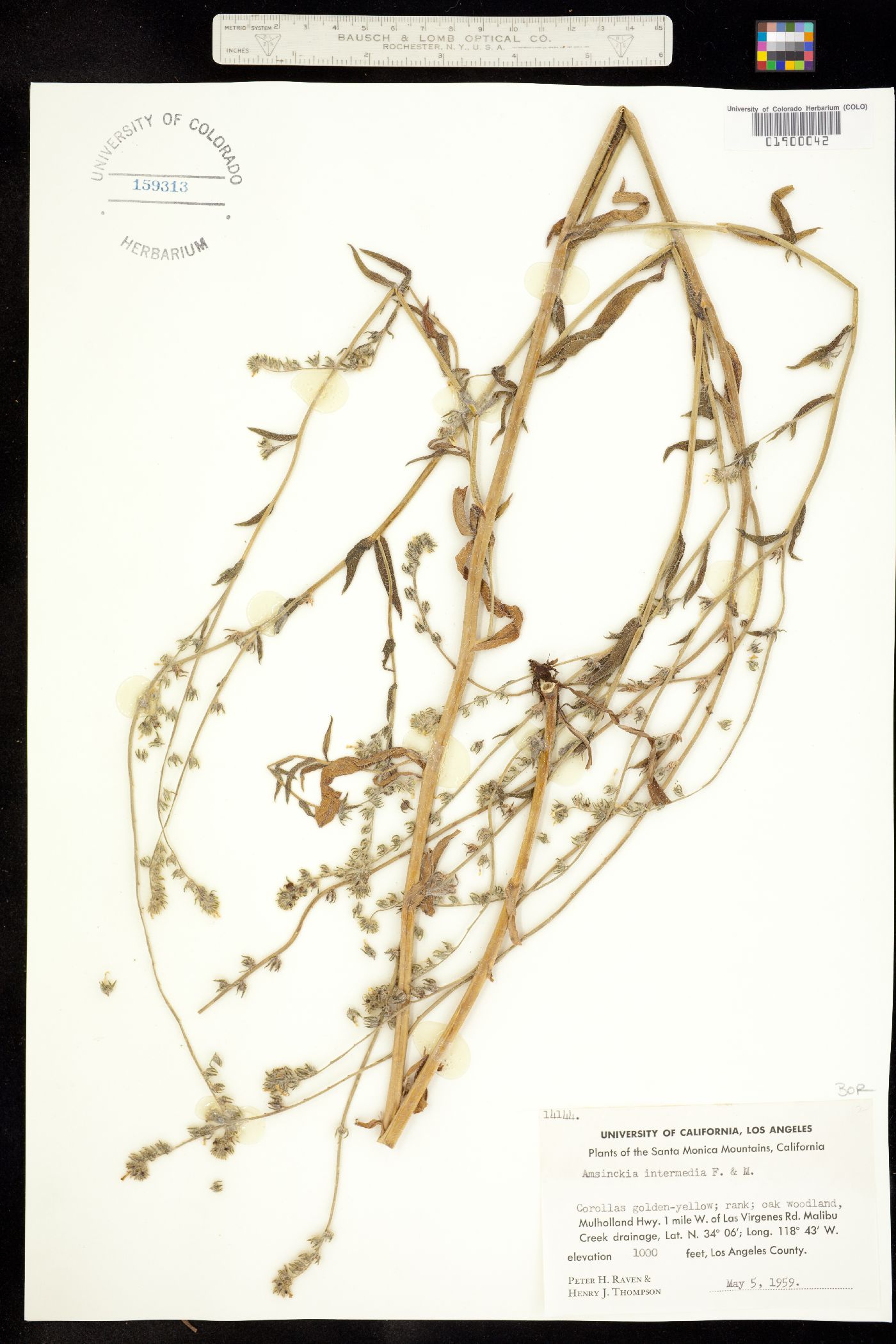 Amsinckia intermedia image