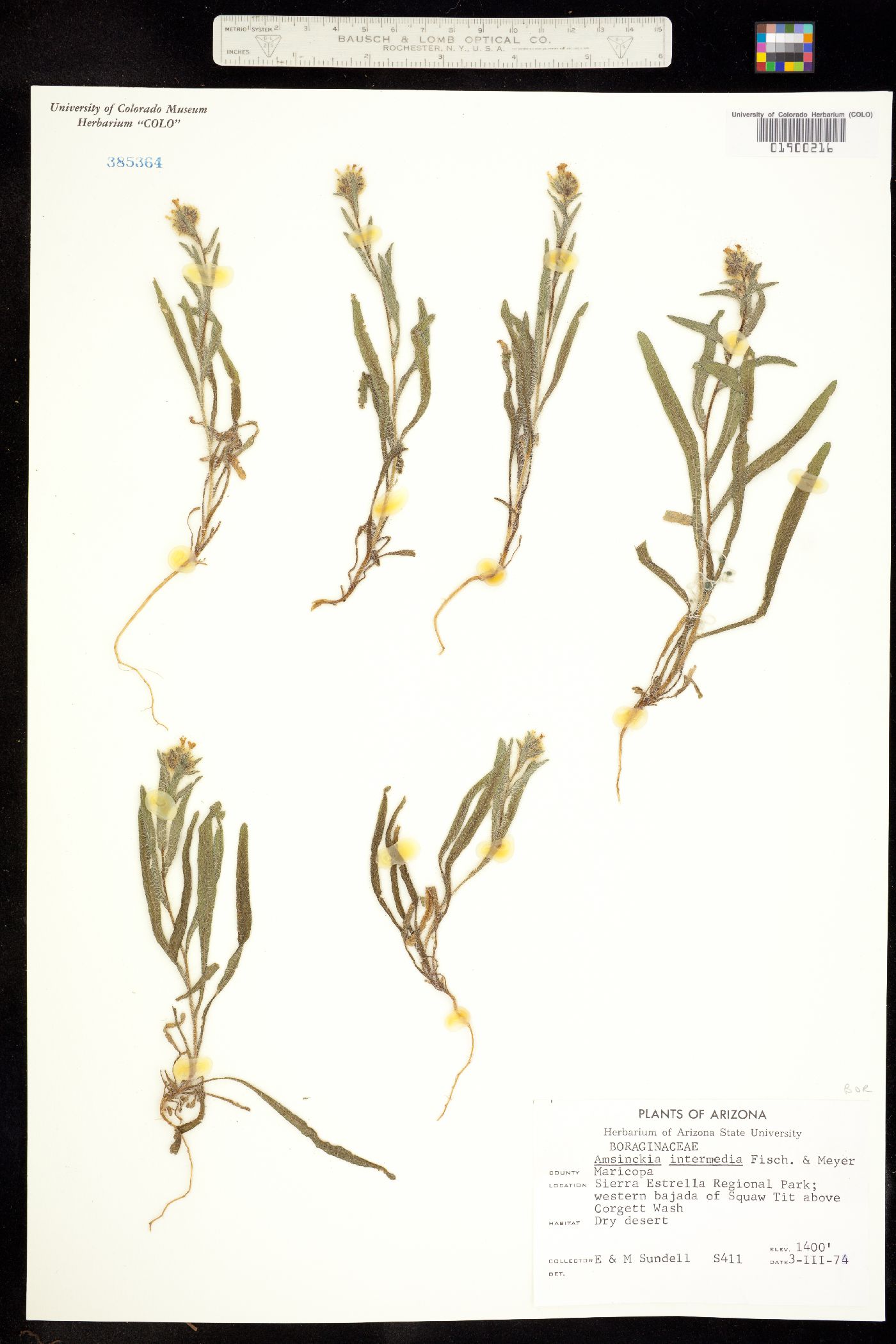 Amsinckia intermedia image