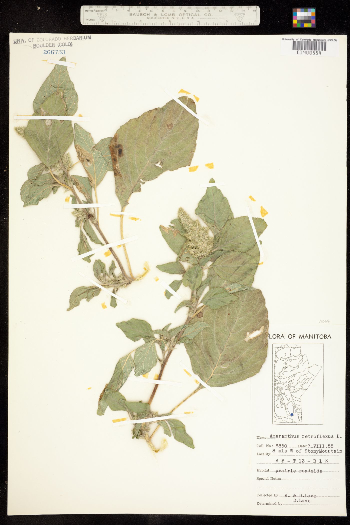 Amaranthus retroflexus image
