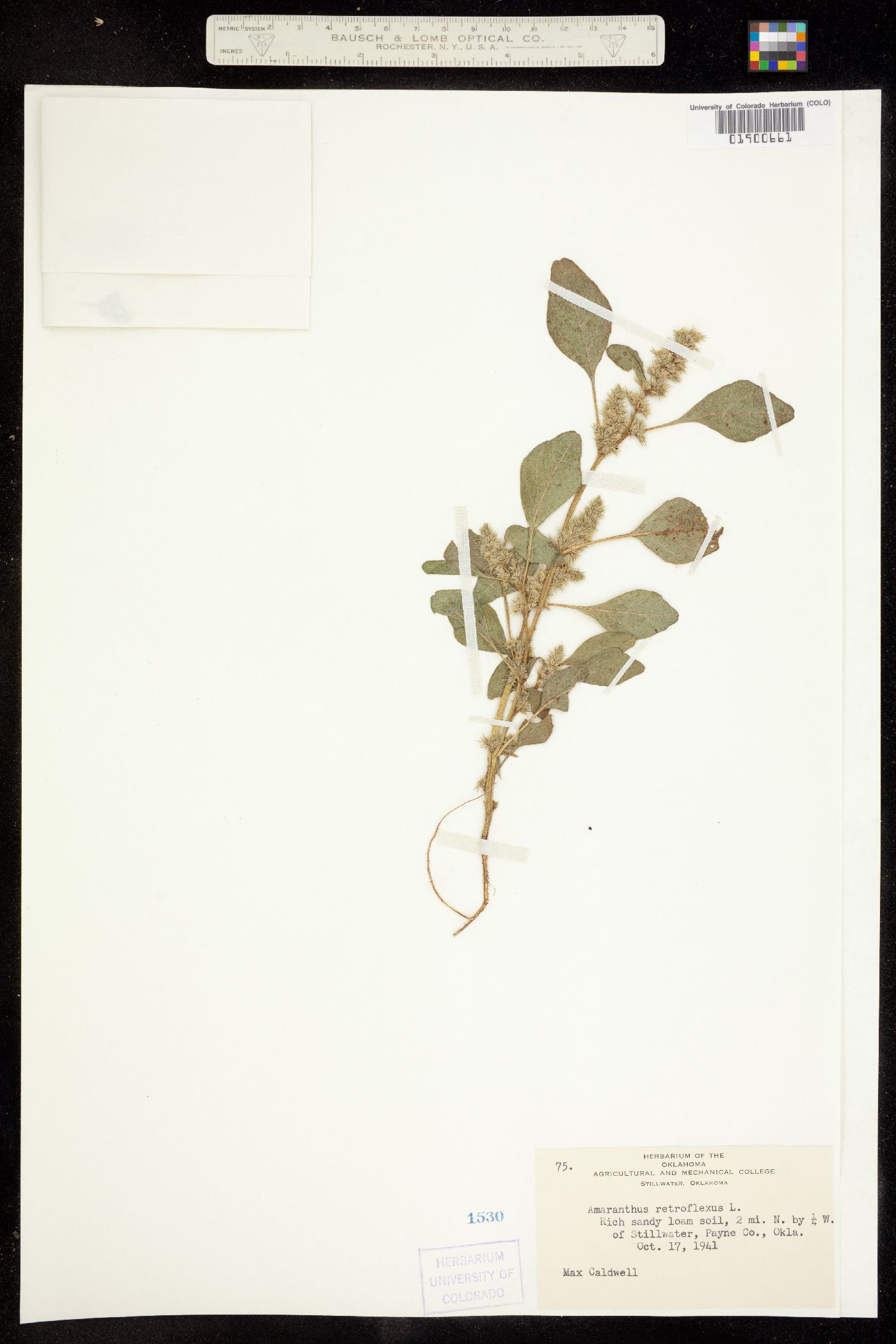Amaranthus retroflexus image