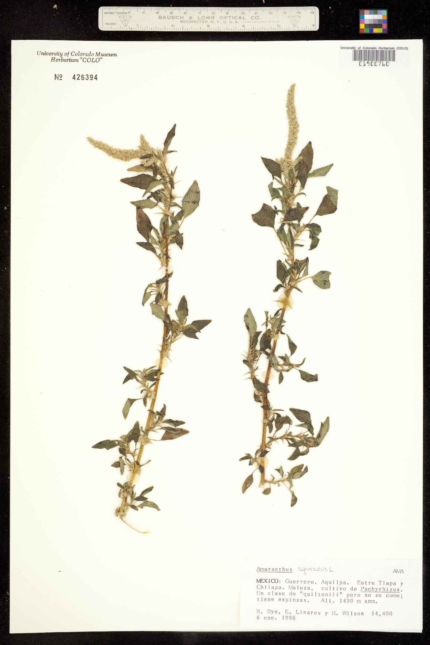 Amaranthus spinosus image