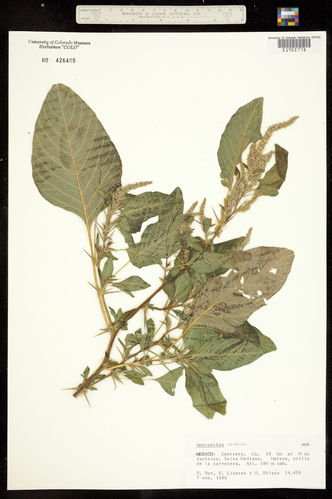 Amaranthus spinosus image