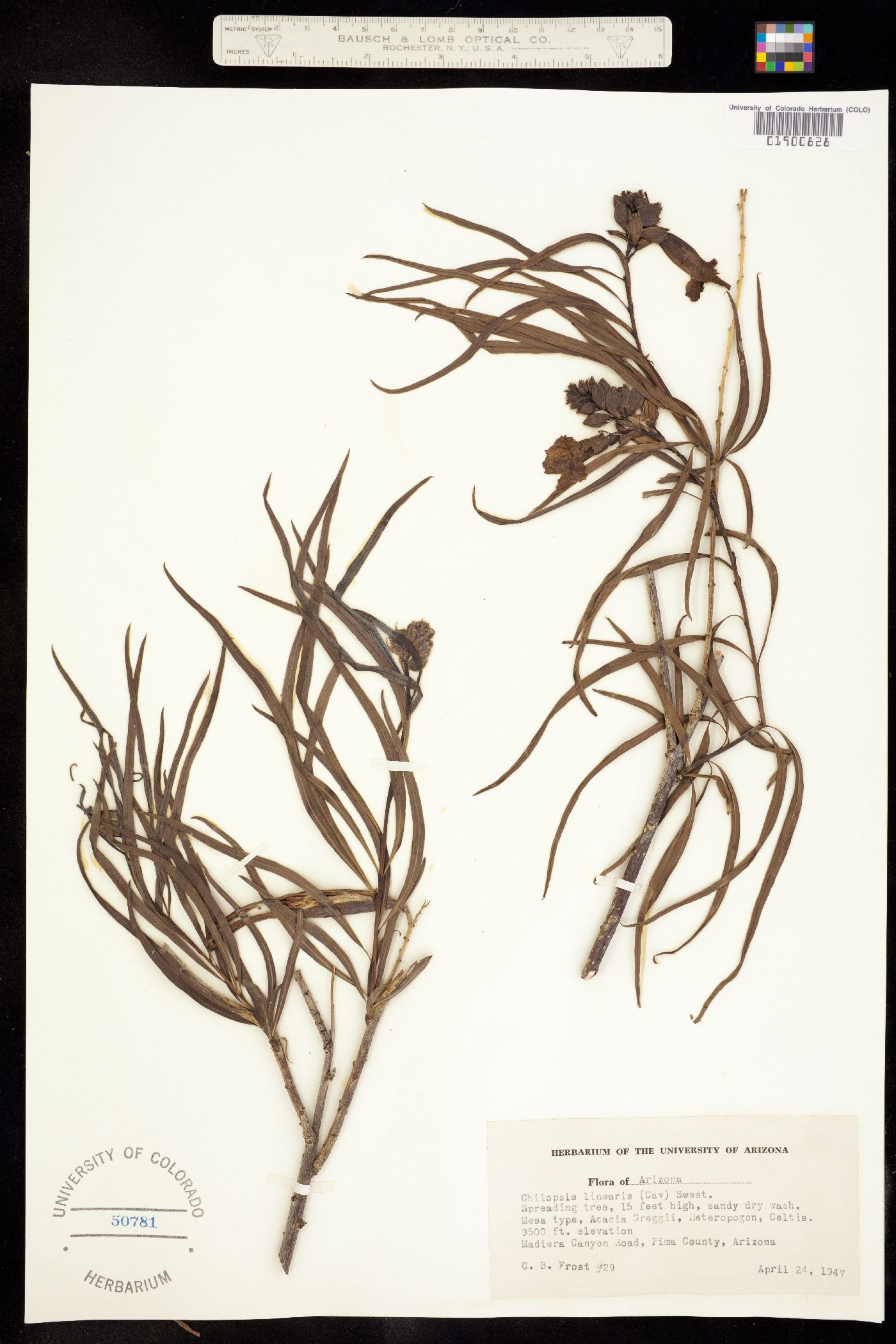 Chilopsis linearis image