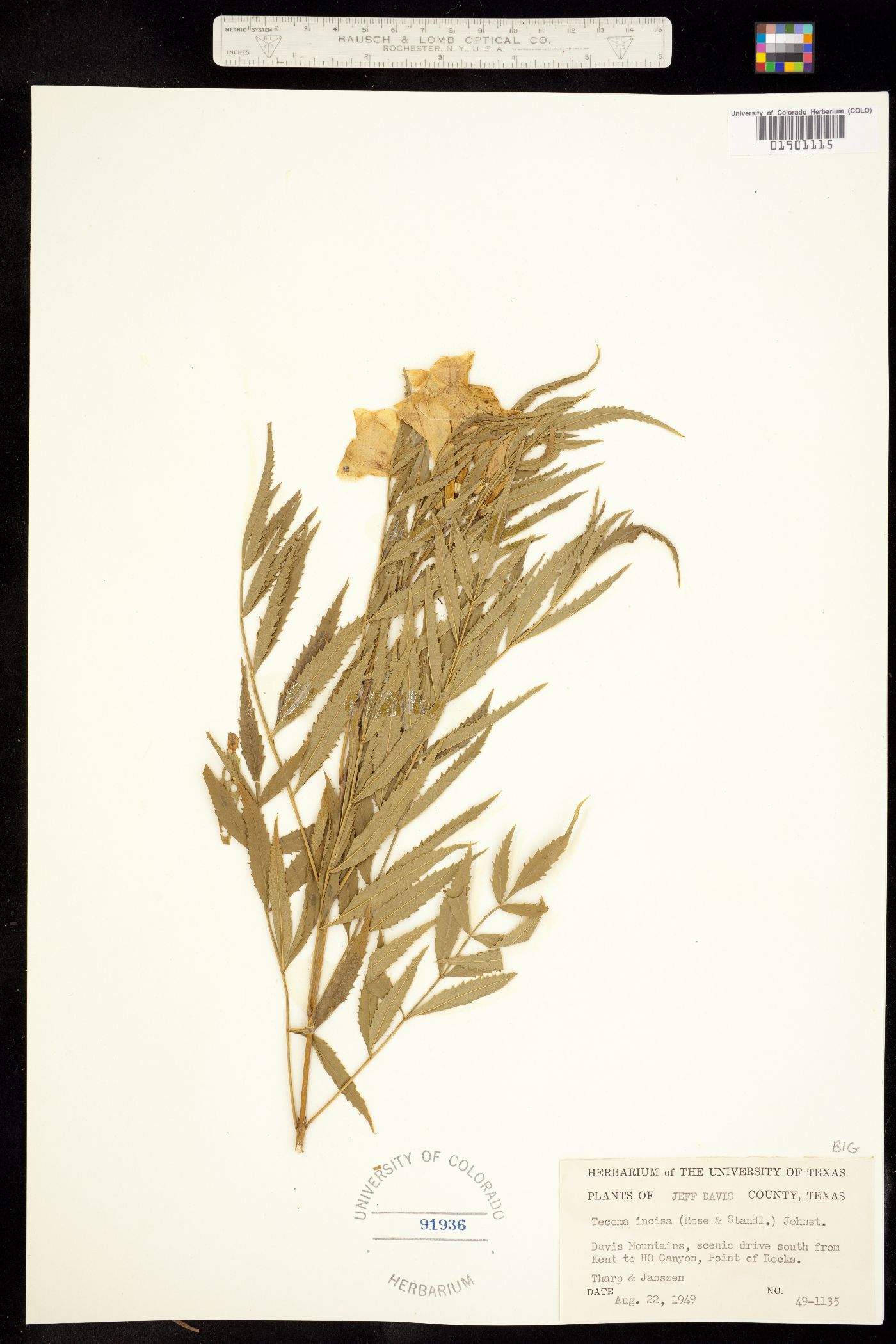 Tecoma stans image