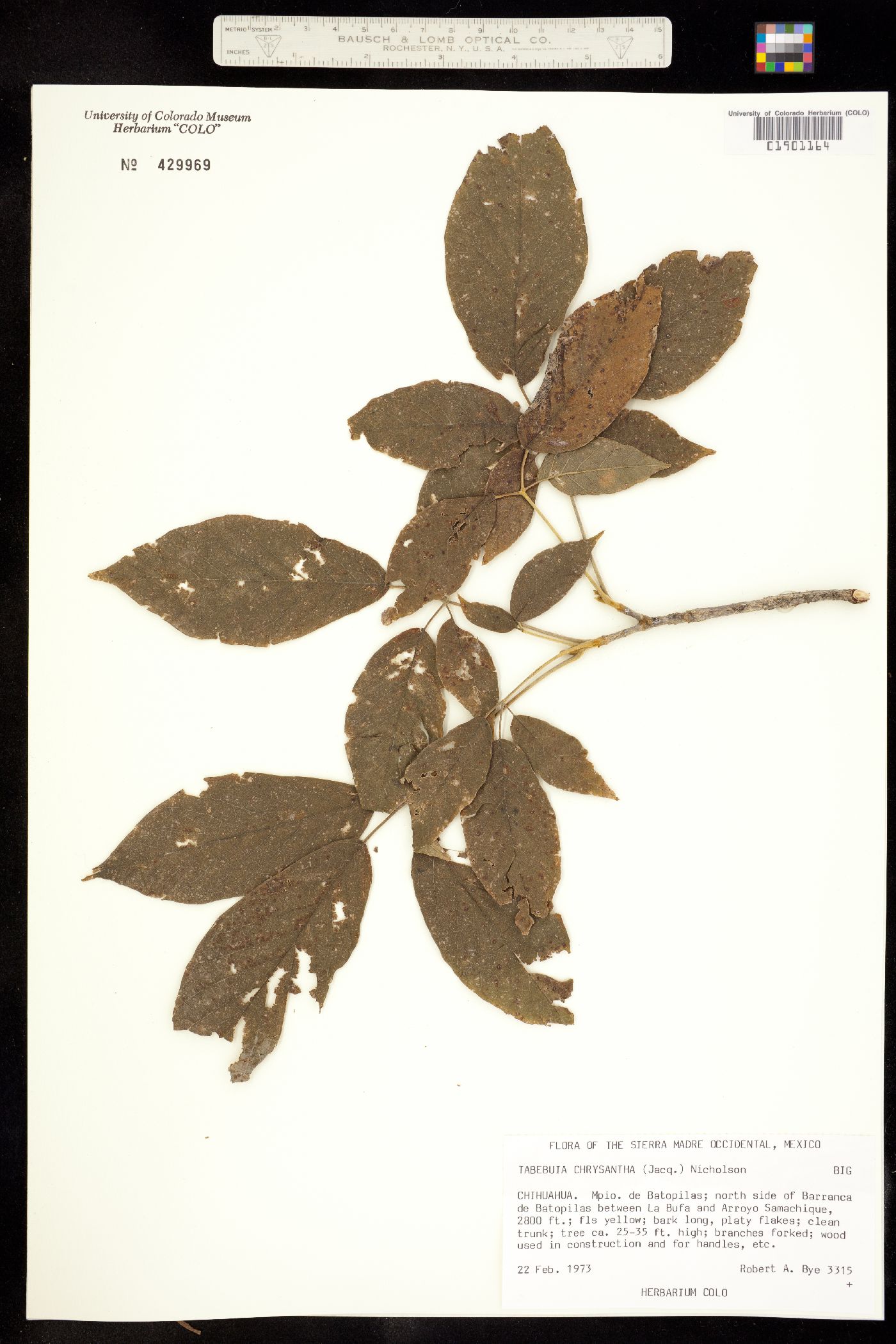 Handroanthus chrysanthus image