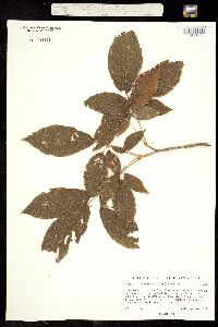 Tabebuia chrysantha image