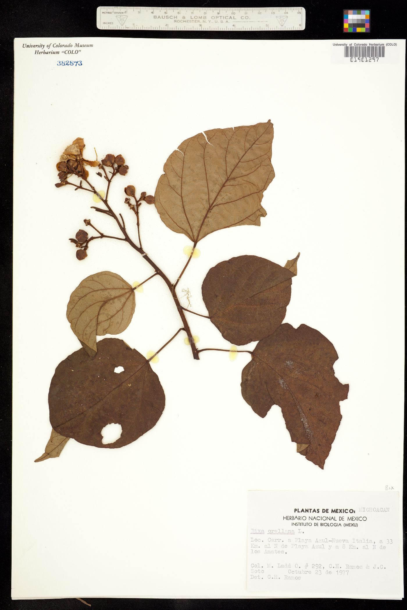 Bixaceae image
