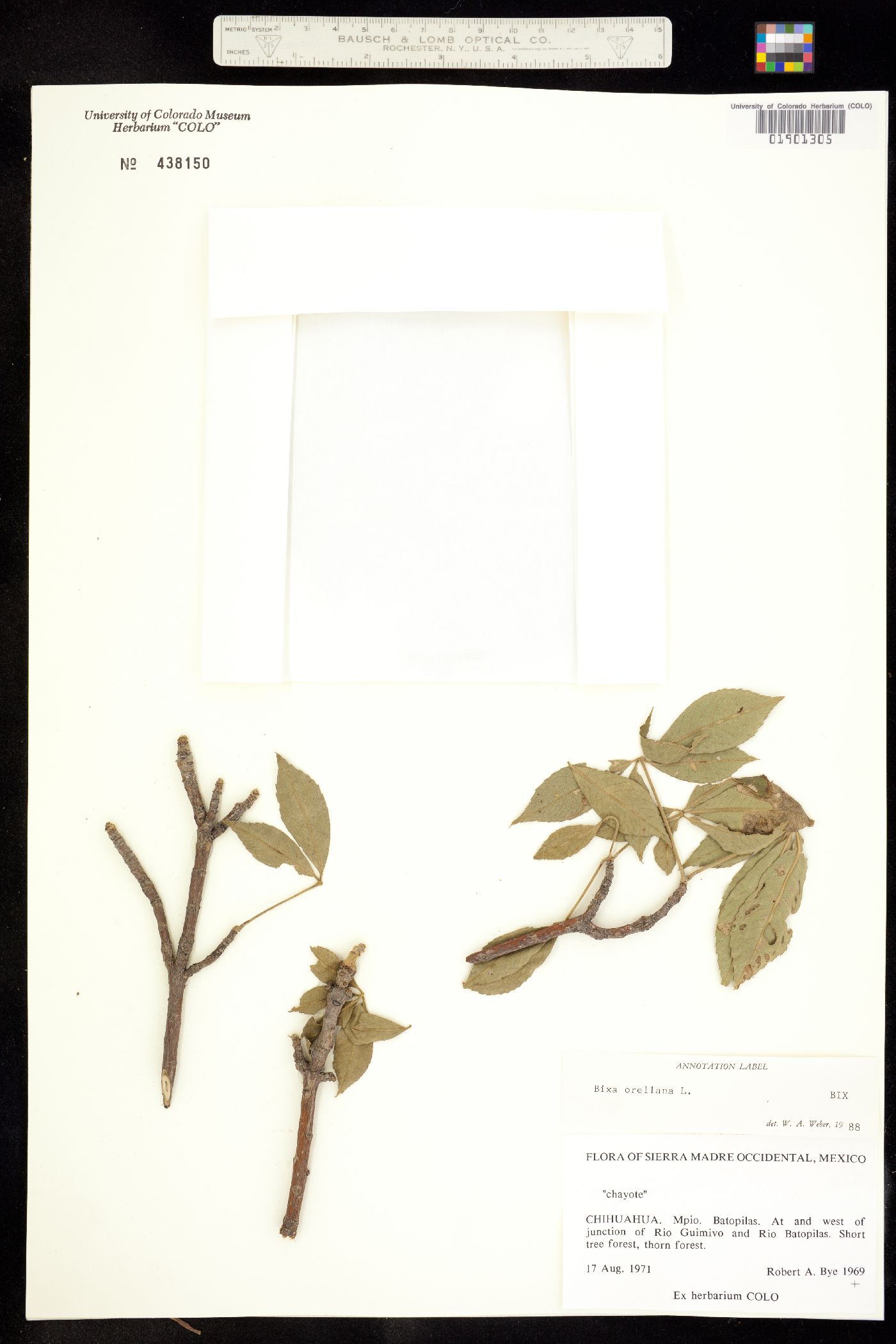 Bixa image