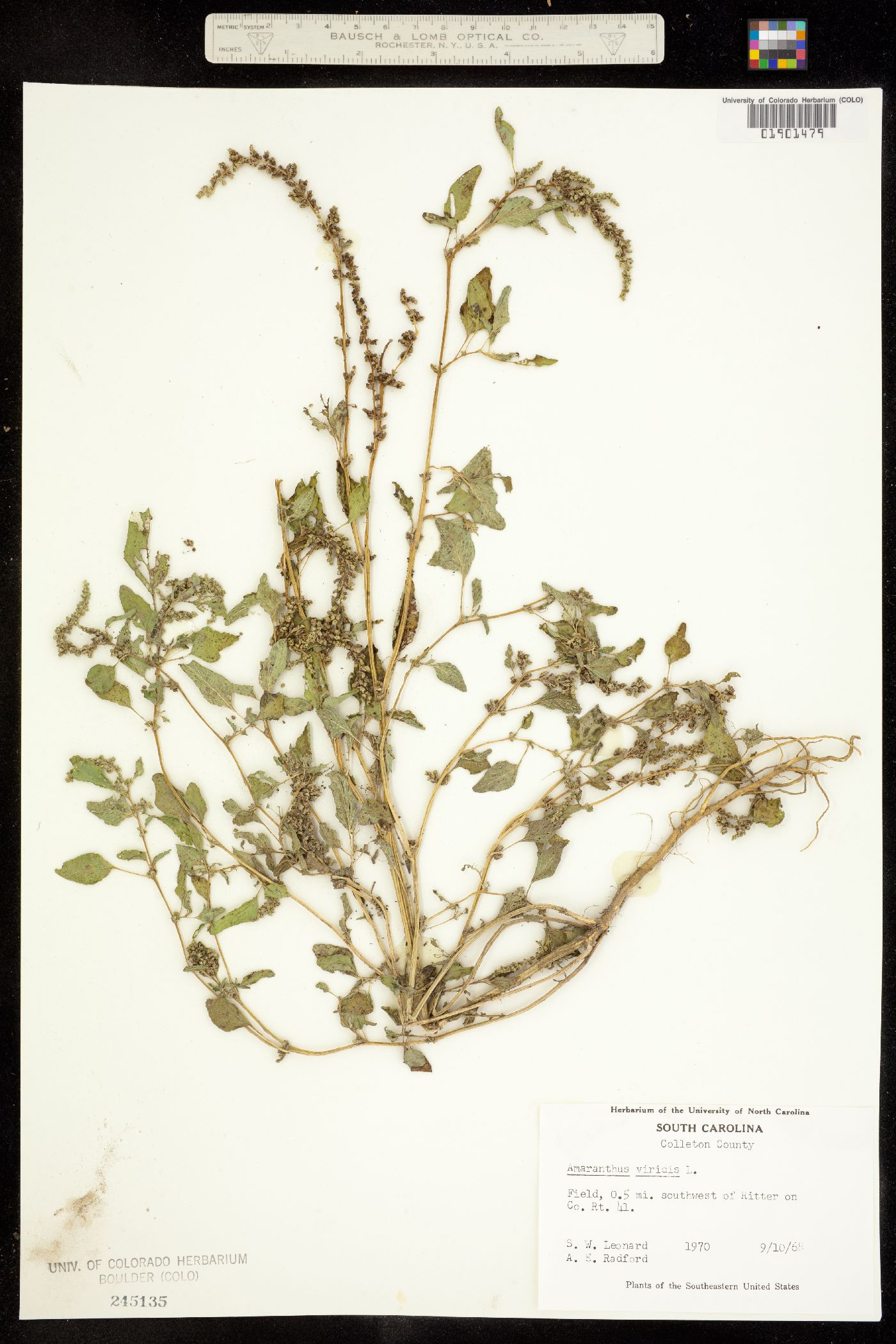 Amaranthus viridis image