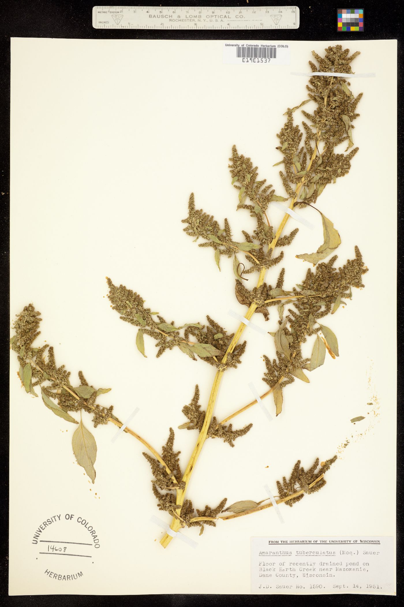 Amaranthus tuberculatus image